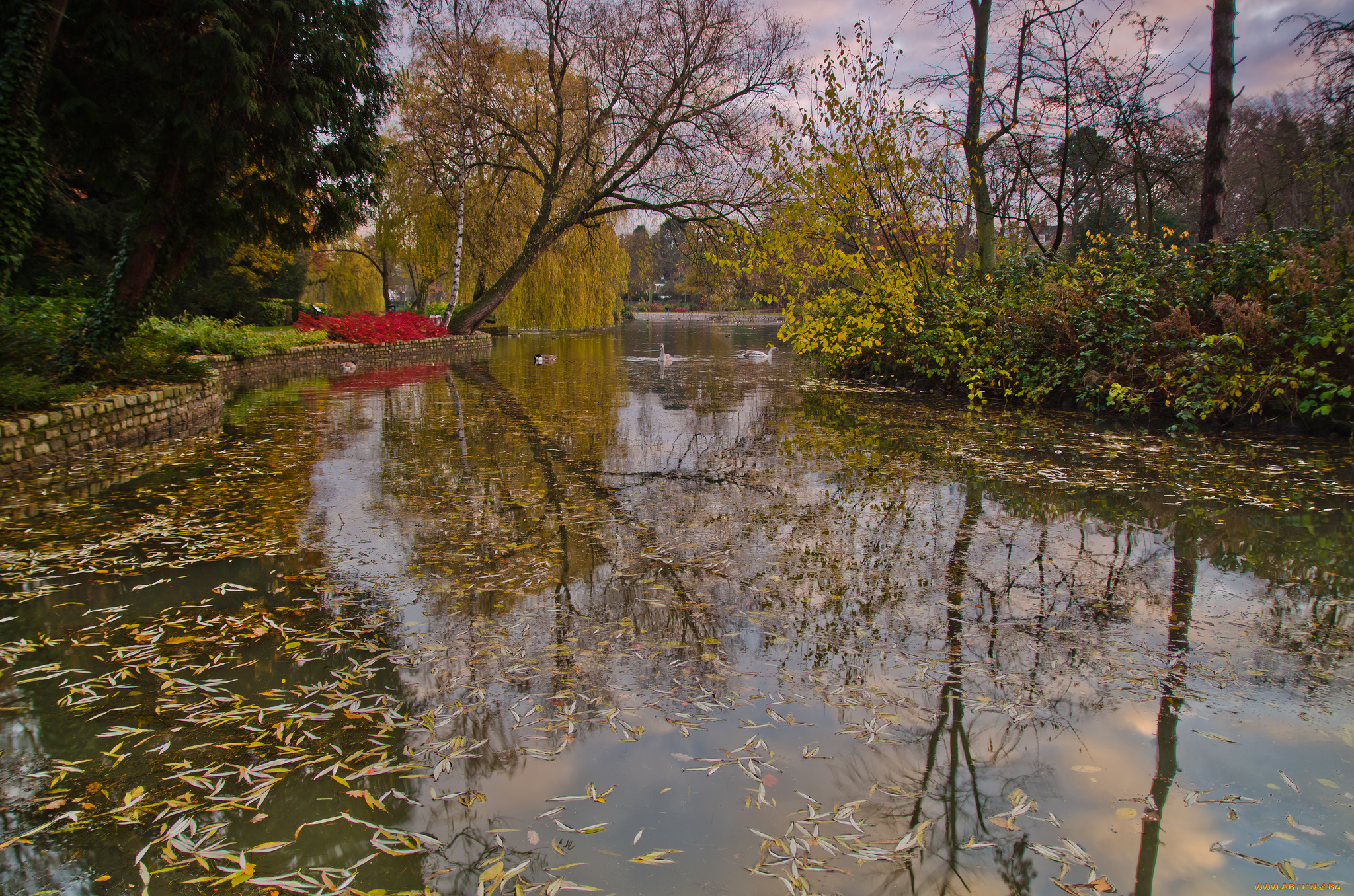 природа, парк, лес, река, водоросли