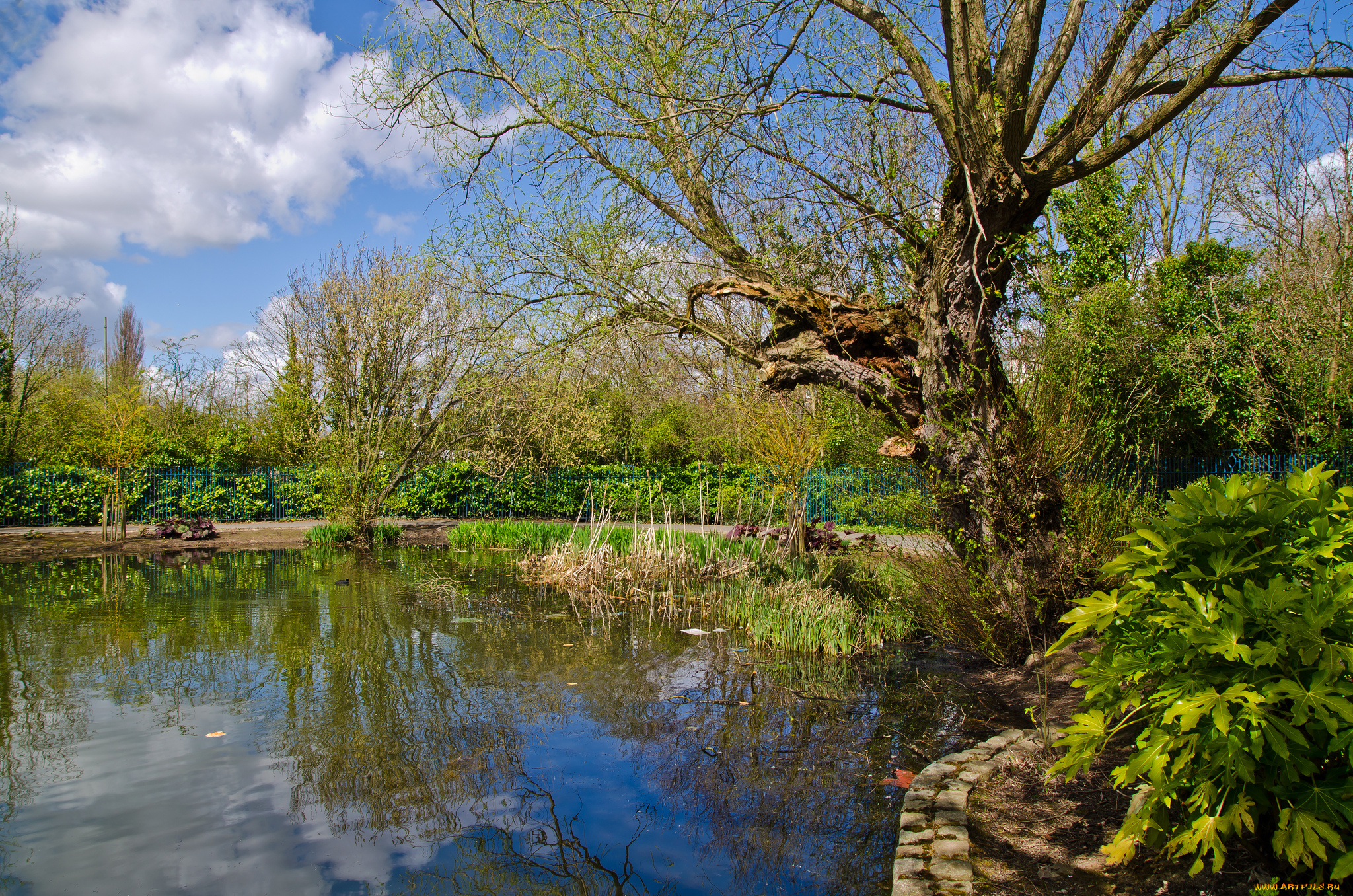 природа, реки, озера, деревья, кусты, заводь, река