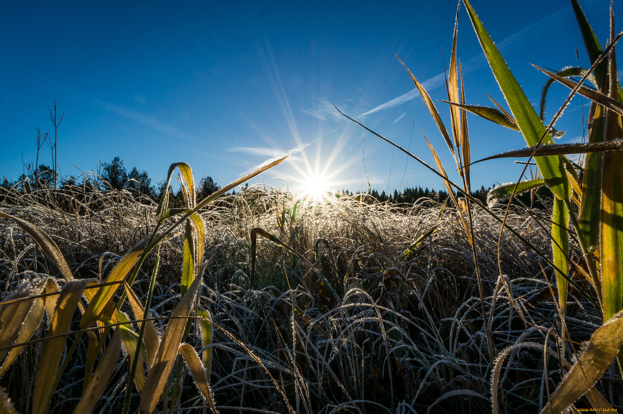 природа, восходы, закаты, луг, трава, роса, солнце, сияние