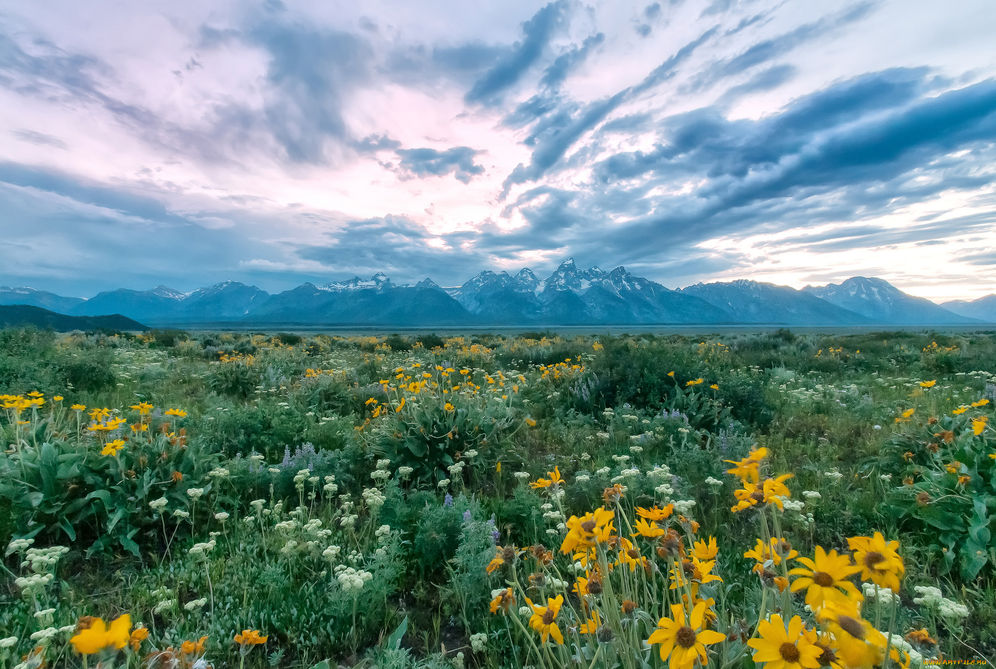 природа, луга, тучи, цветы, трава, луг, равнина, горы