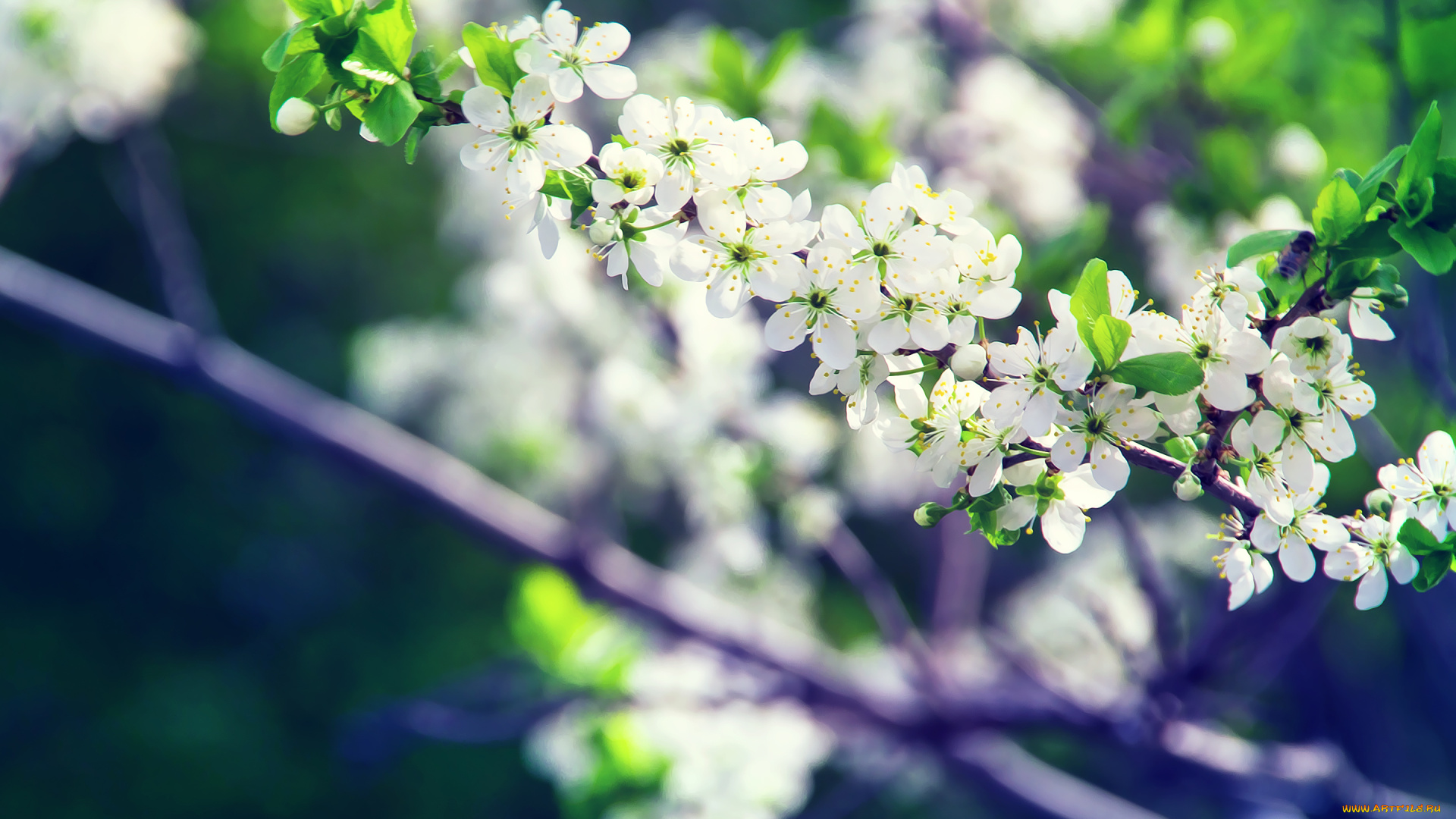 цветы, цветущие, деревья, , , кустарники, цветение, ветка, цветки, дерево, весна