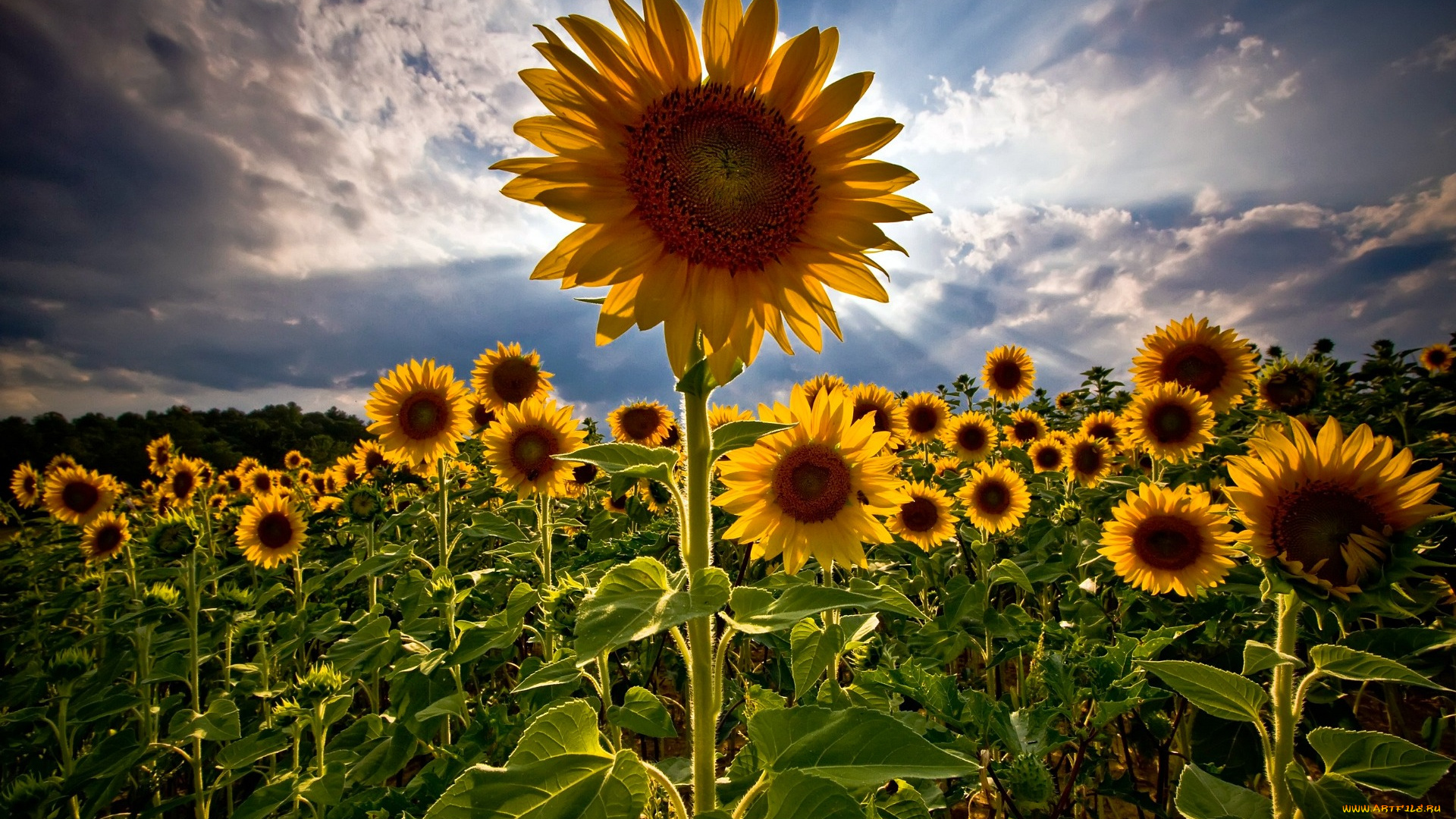 цветы, подсолнухи, облака, лучи, небо, лепестки