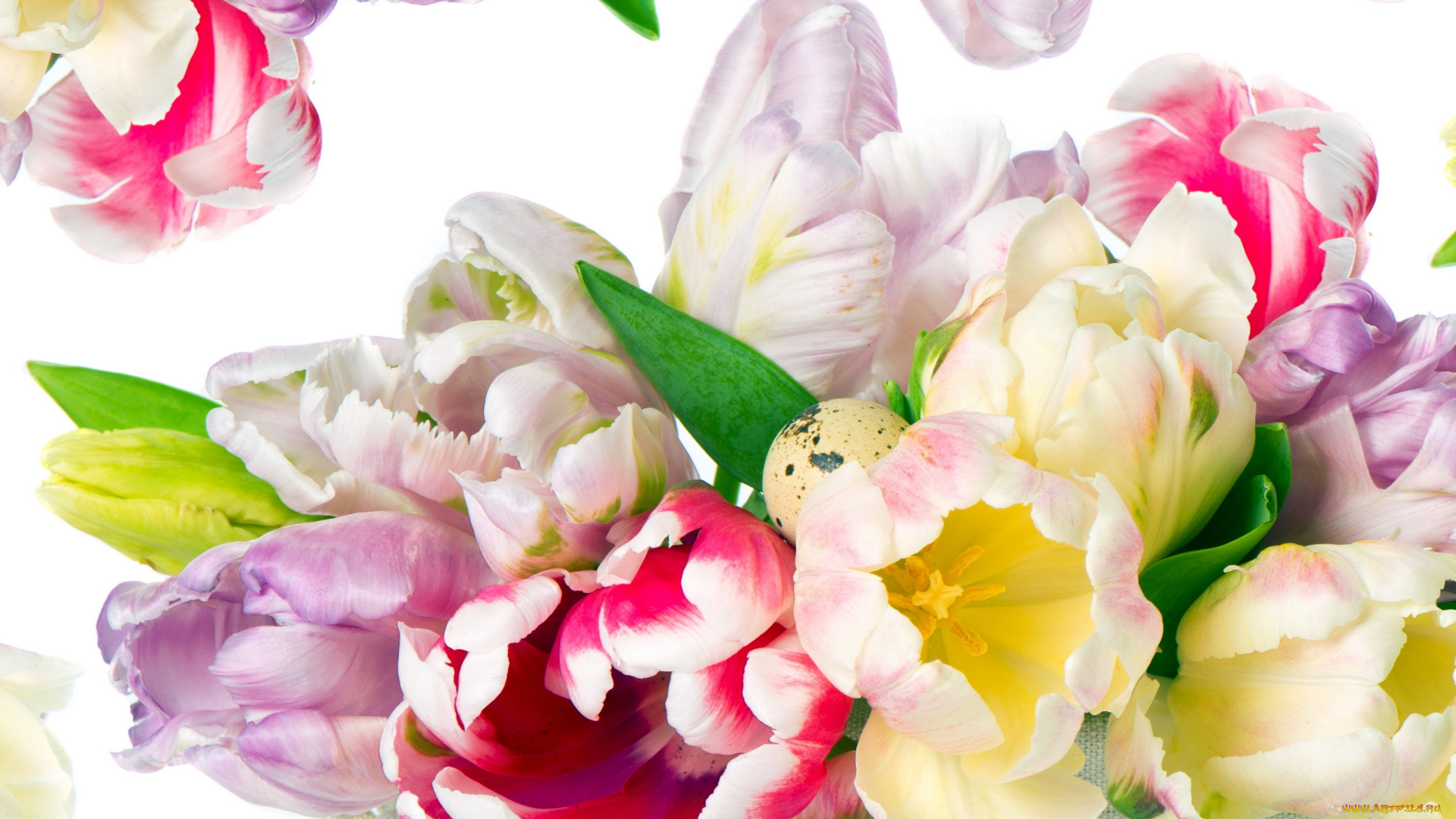 цветы, тюльпаны, разноцветный