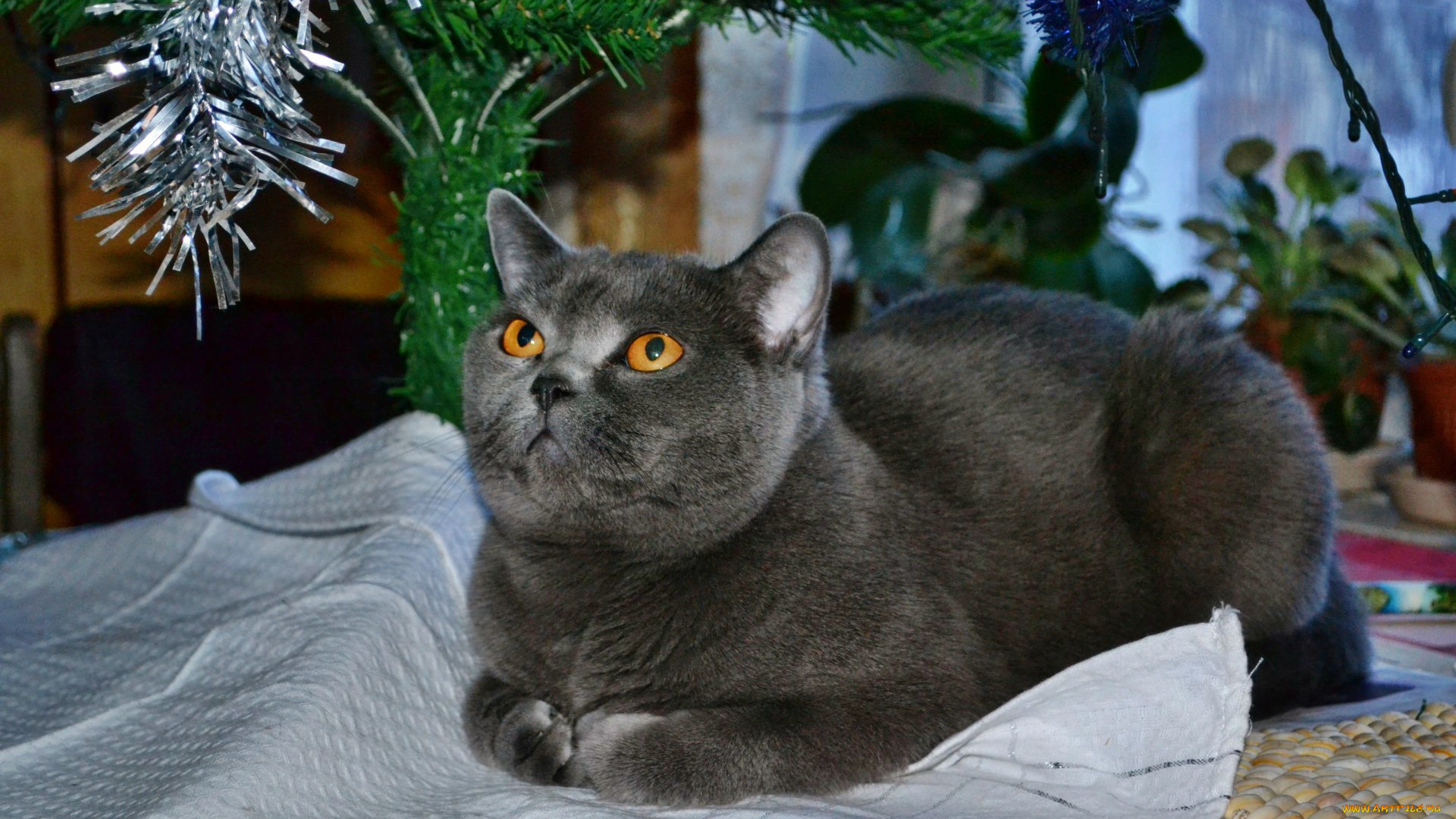 клеопатра, животные, коты, кошка, елка