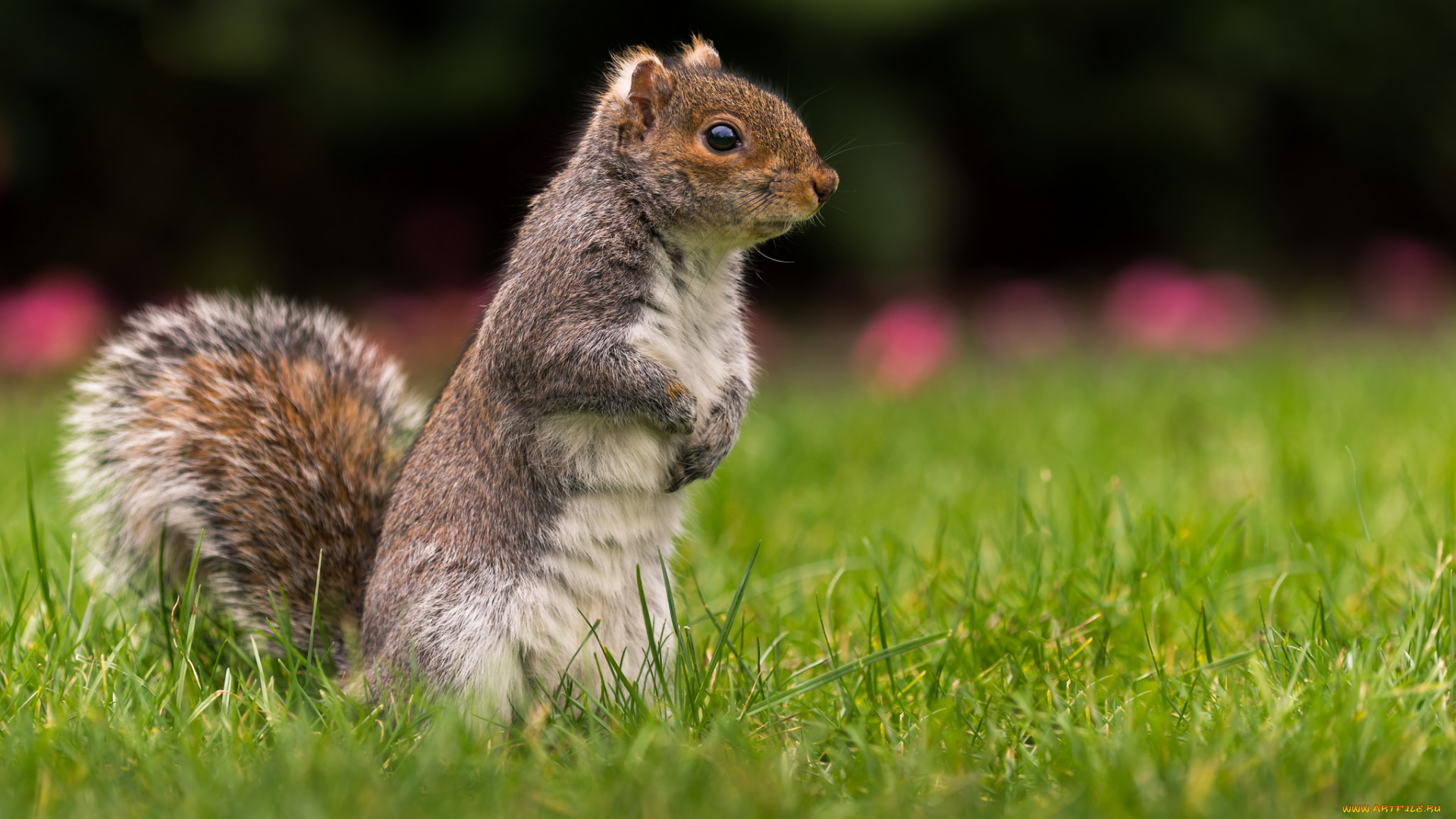 животные, белки, белка