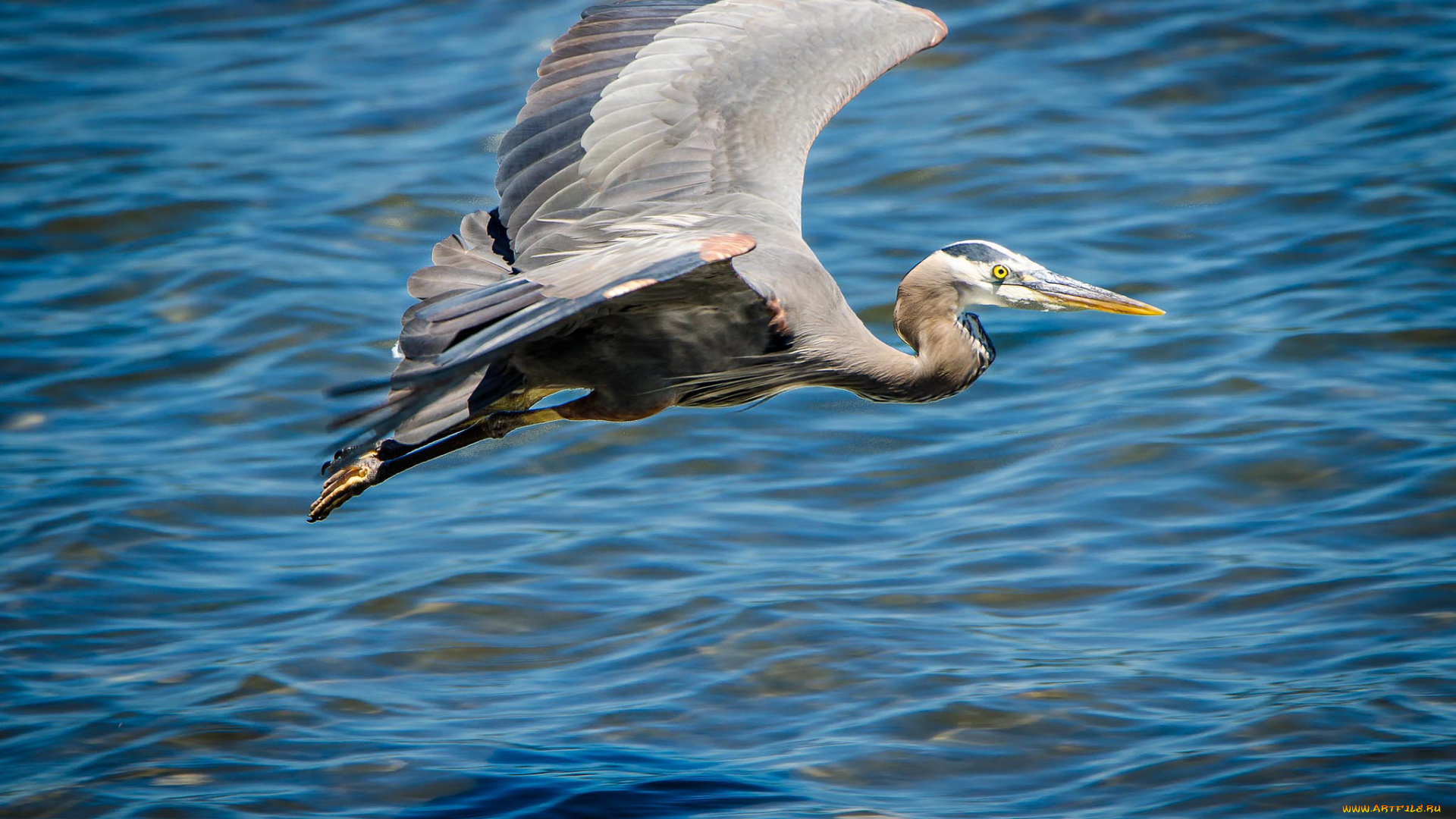 животные, цапли, , выпи, серая, цапля