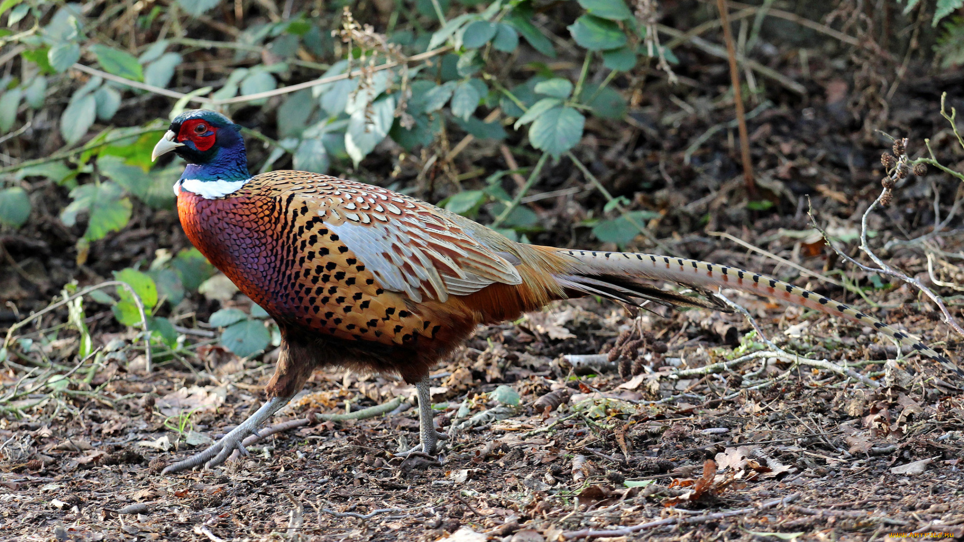 животные, фазаны, фазан