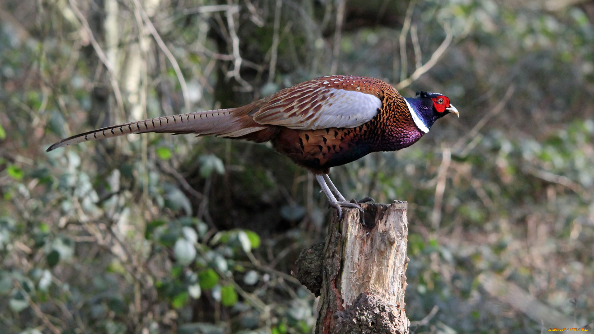 животные, фазаны, фазан