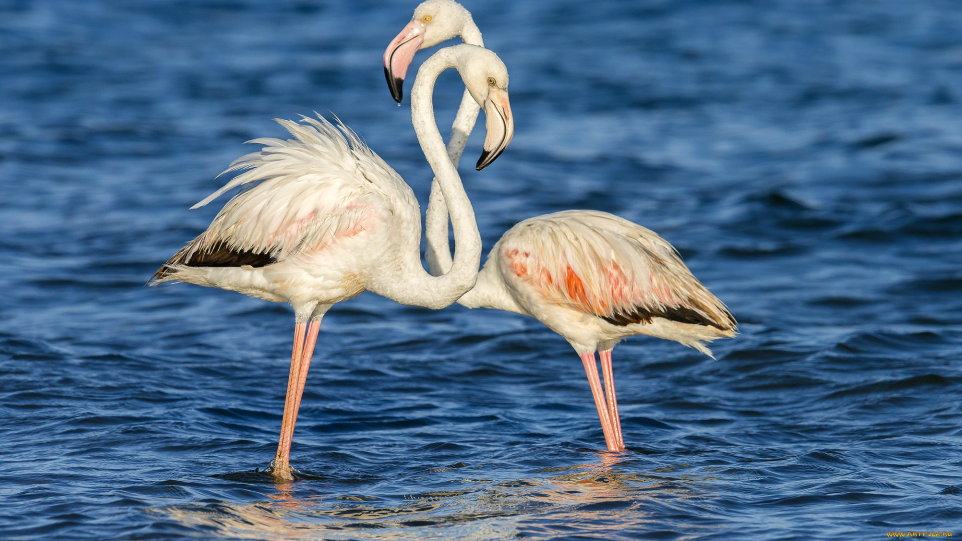 животные, фламинго, птицы, вода, пара, море