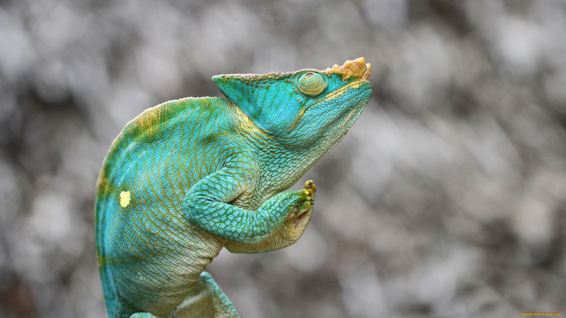 животные, хамелеоны, ящерица, зеленый, фон, хамелеон, парсона