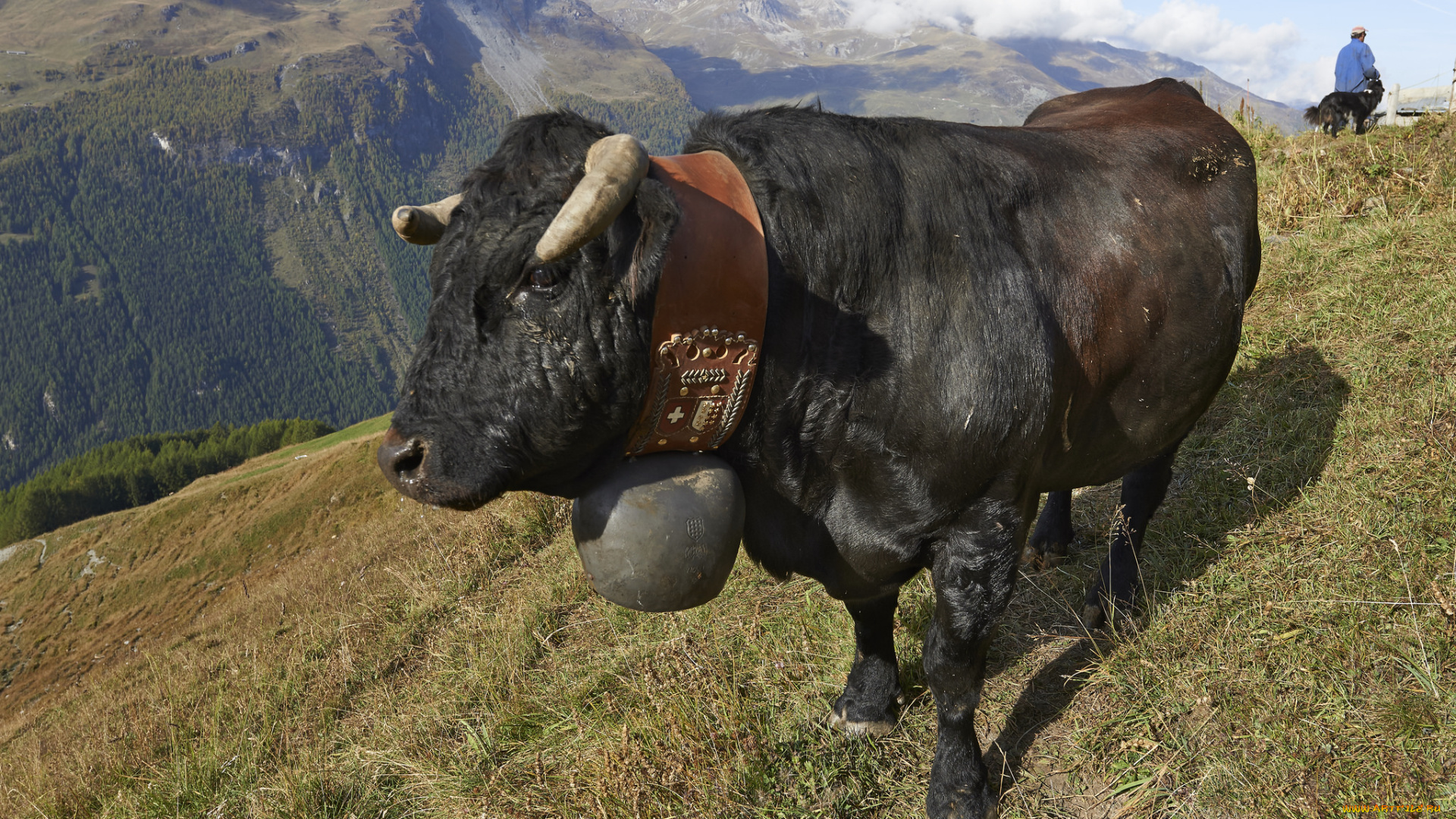 животные, коровы, , буйволы, бык