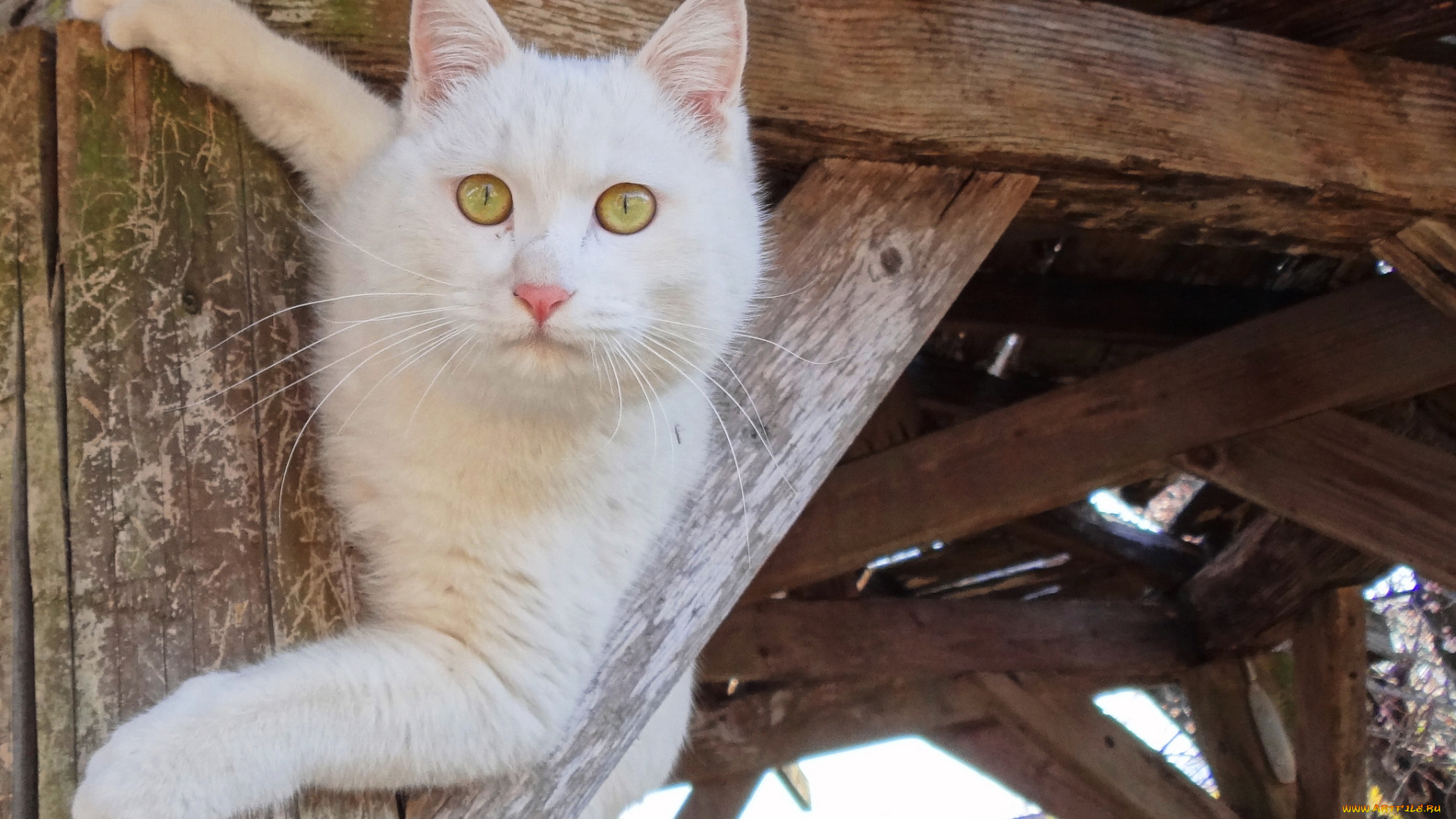 животные, коты, белый, взгляд, киса, коте