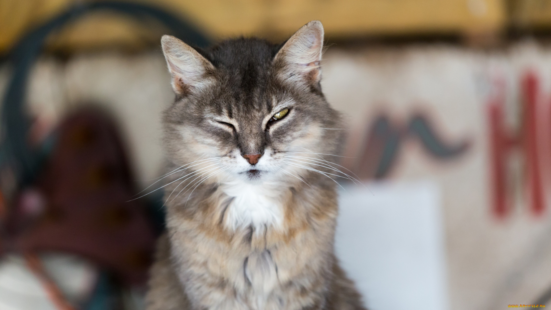 животные, коты, фон, взгляд, кот, кошак