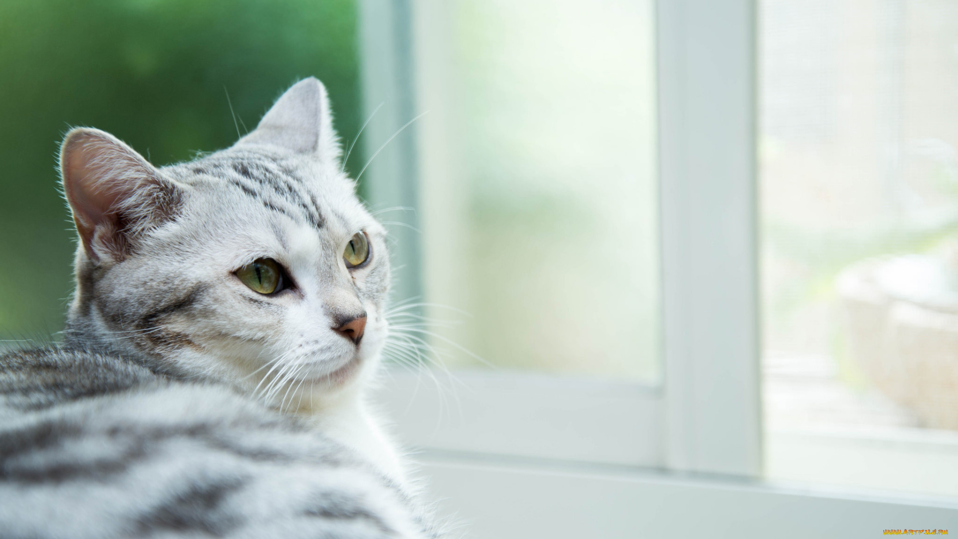 животные, коты, глаза, усы, взгляд, кошак, кот, кошка