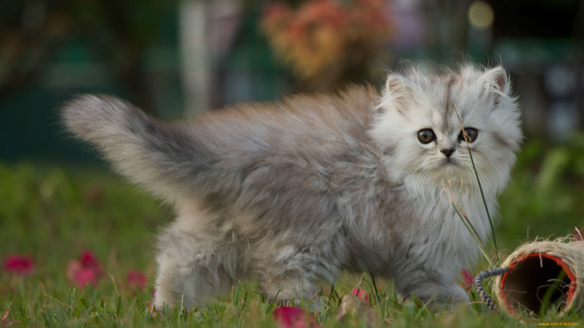 животные, коты, малыш, прогулка, трава, котёнок