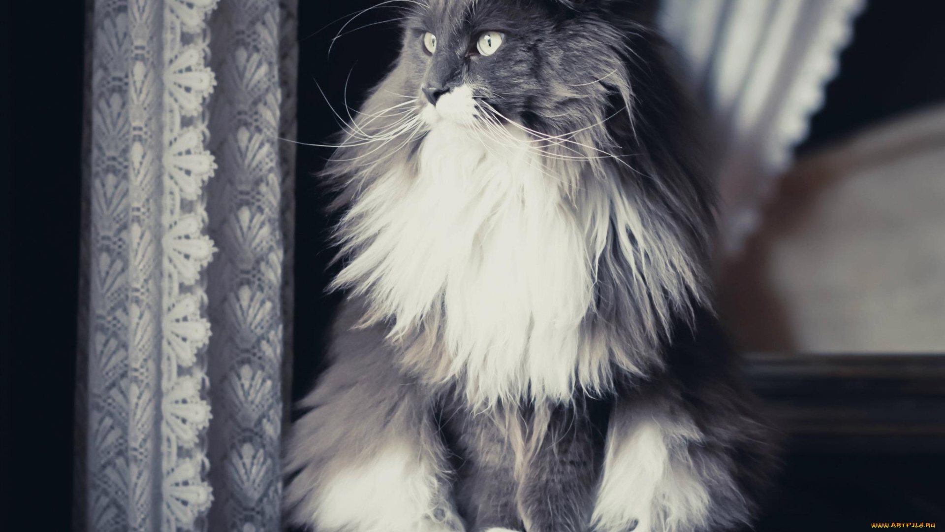 животные, коты, усы, взгляд, коте, киса, ушки