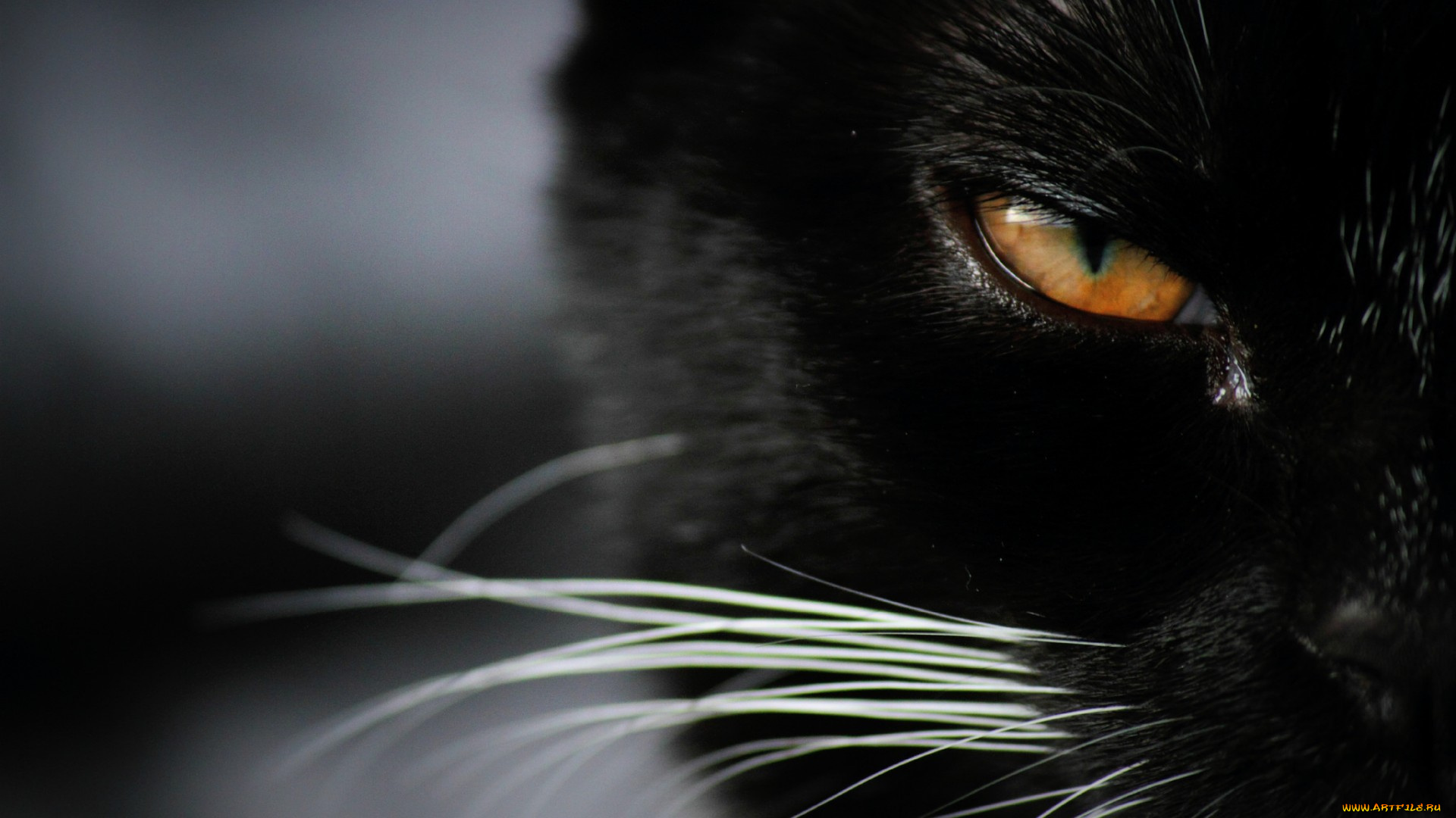 животные, коты, взгляд, глаза, котяра, кошак