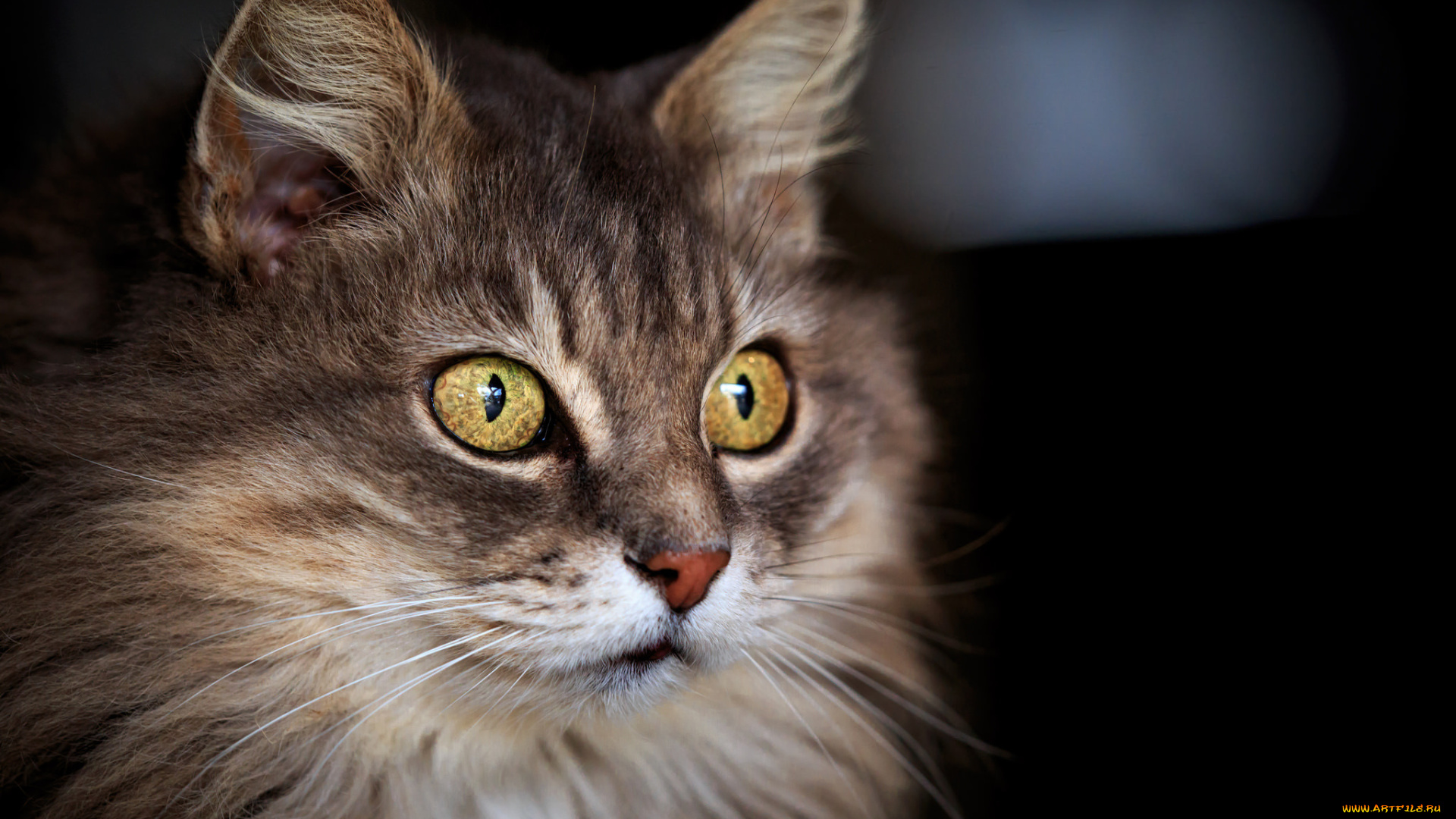 животные, коты, взгляд, пушистая, фон, кошак, кот, кошка