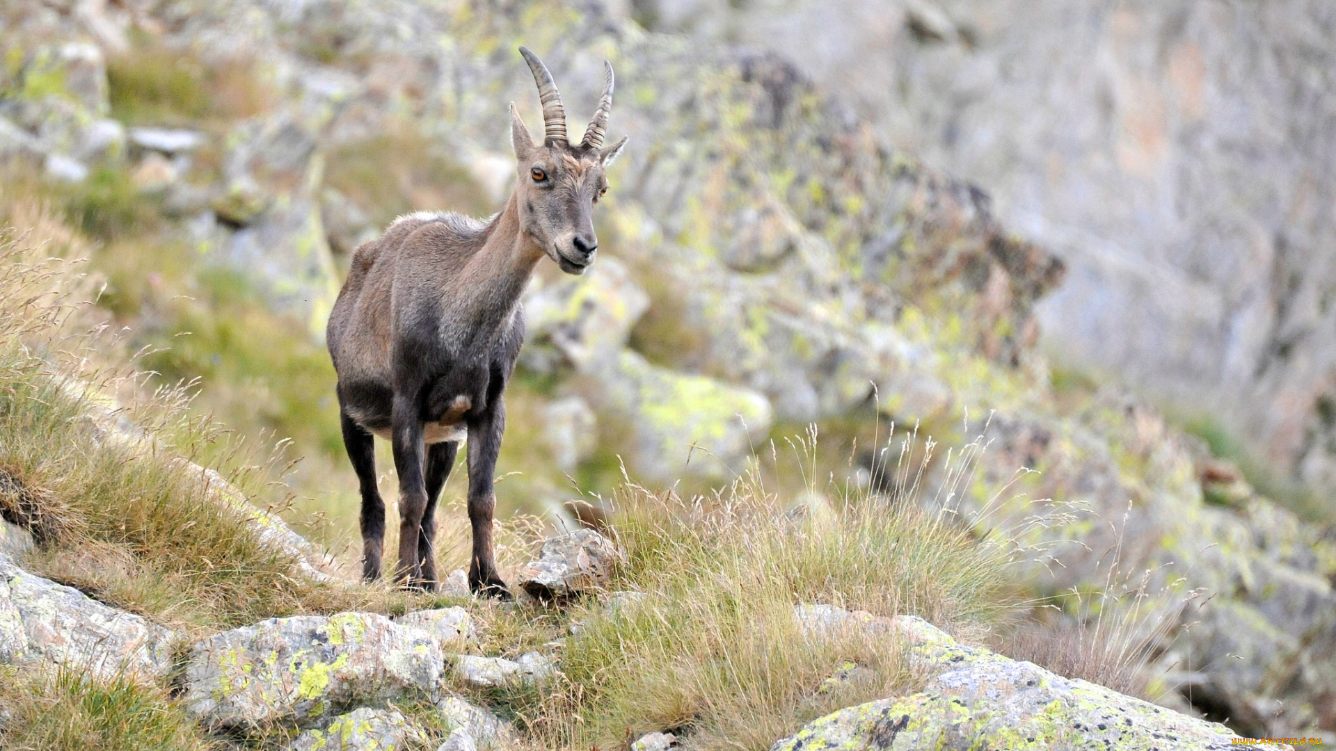 животные, козы, горный, козел