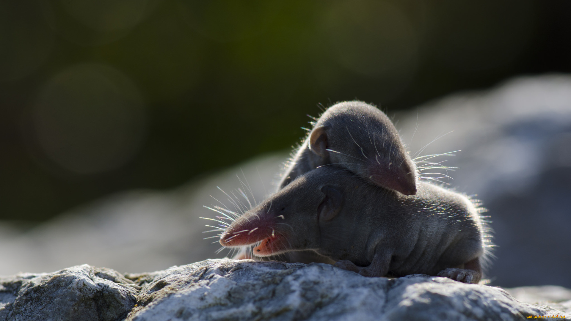 животные, кроты, пара, малыши, кротята
