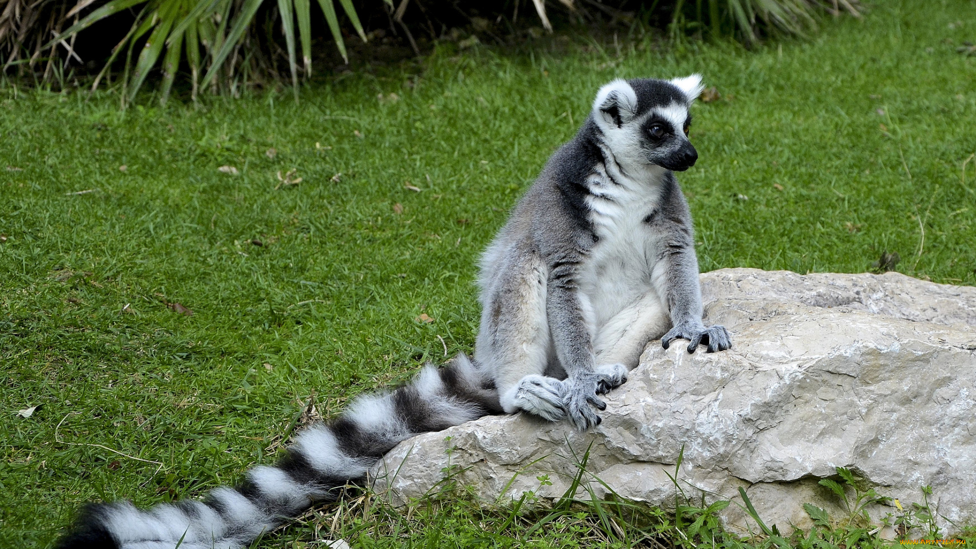 животные, лемуры, лемур