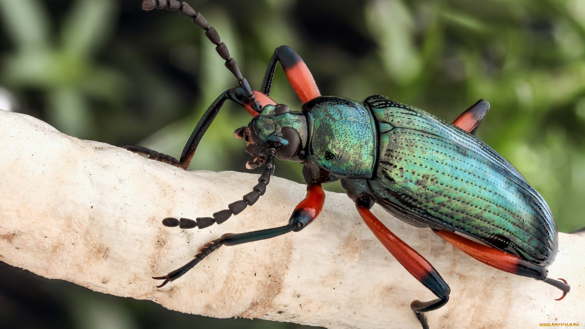 животные, насекомые, фон, насекомое, жук, макро