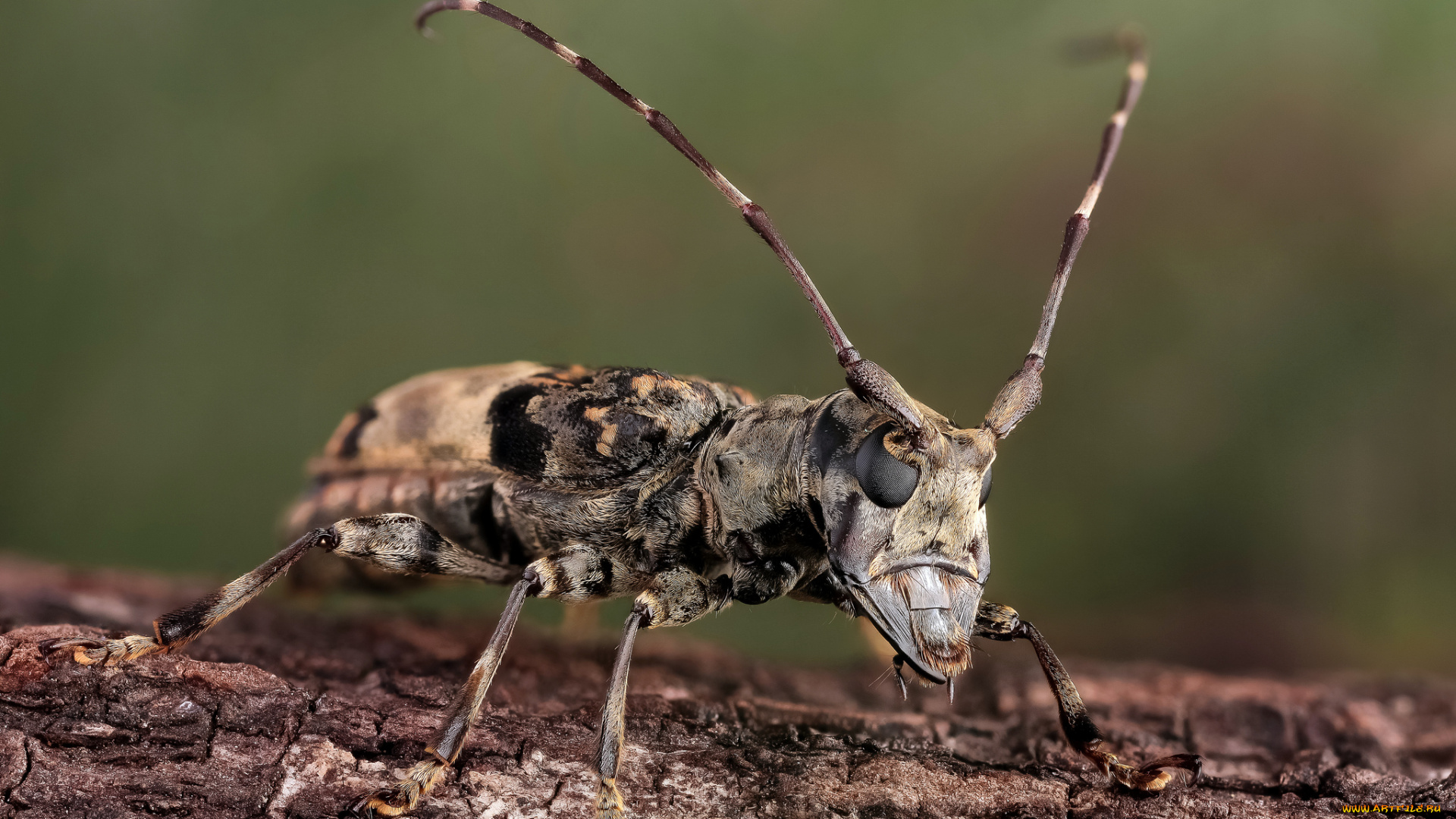 животные, насекомые, макро, насекомое, утро, фон, жук