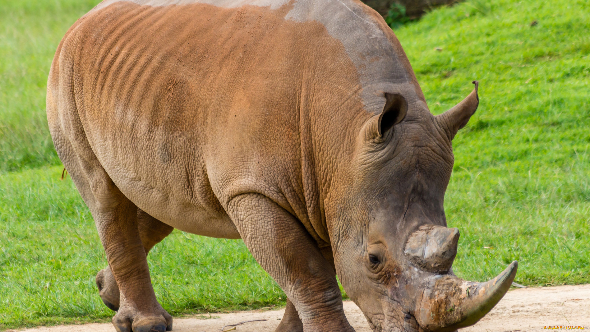 животные, носороги, двурогий, носорог