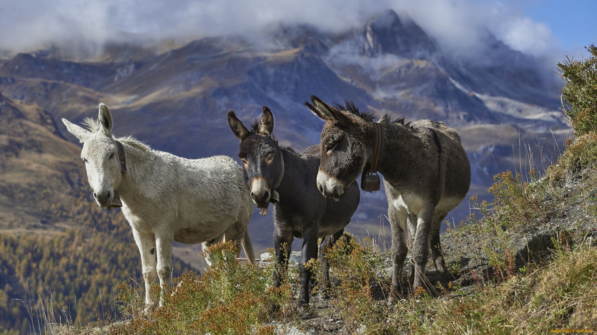 животные, ослы, ослики