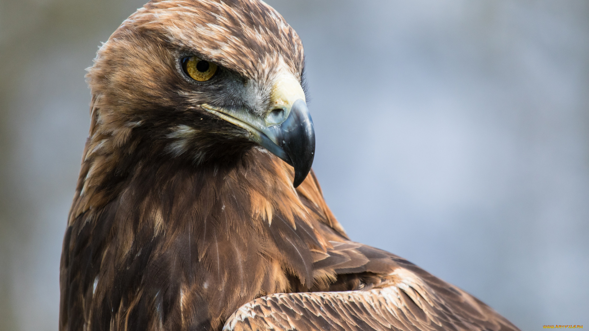 животные, птицы, -, хищники, орел