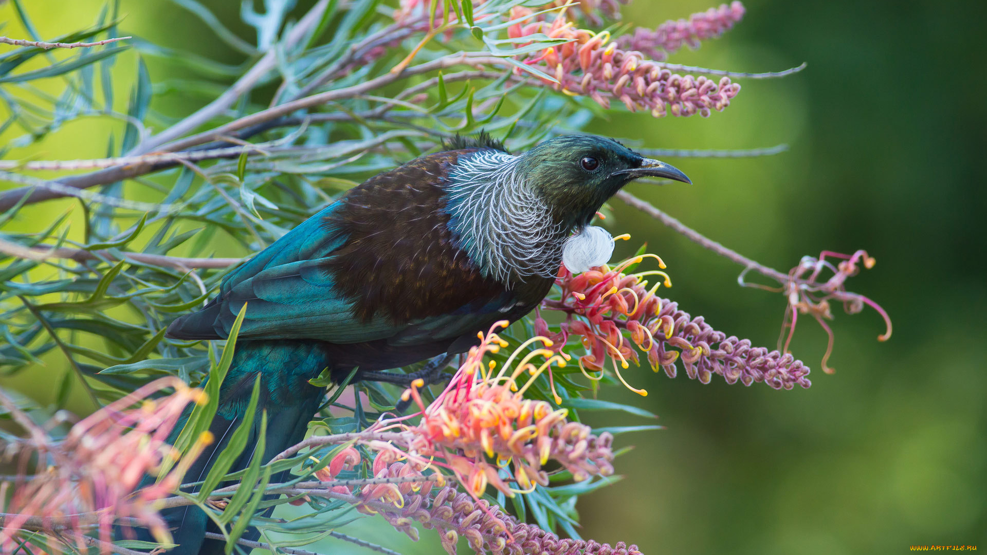 животные, птицы, природа, весна, цветы, ветки, птица