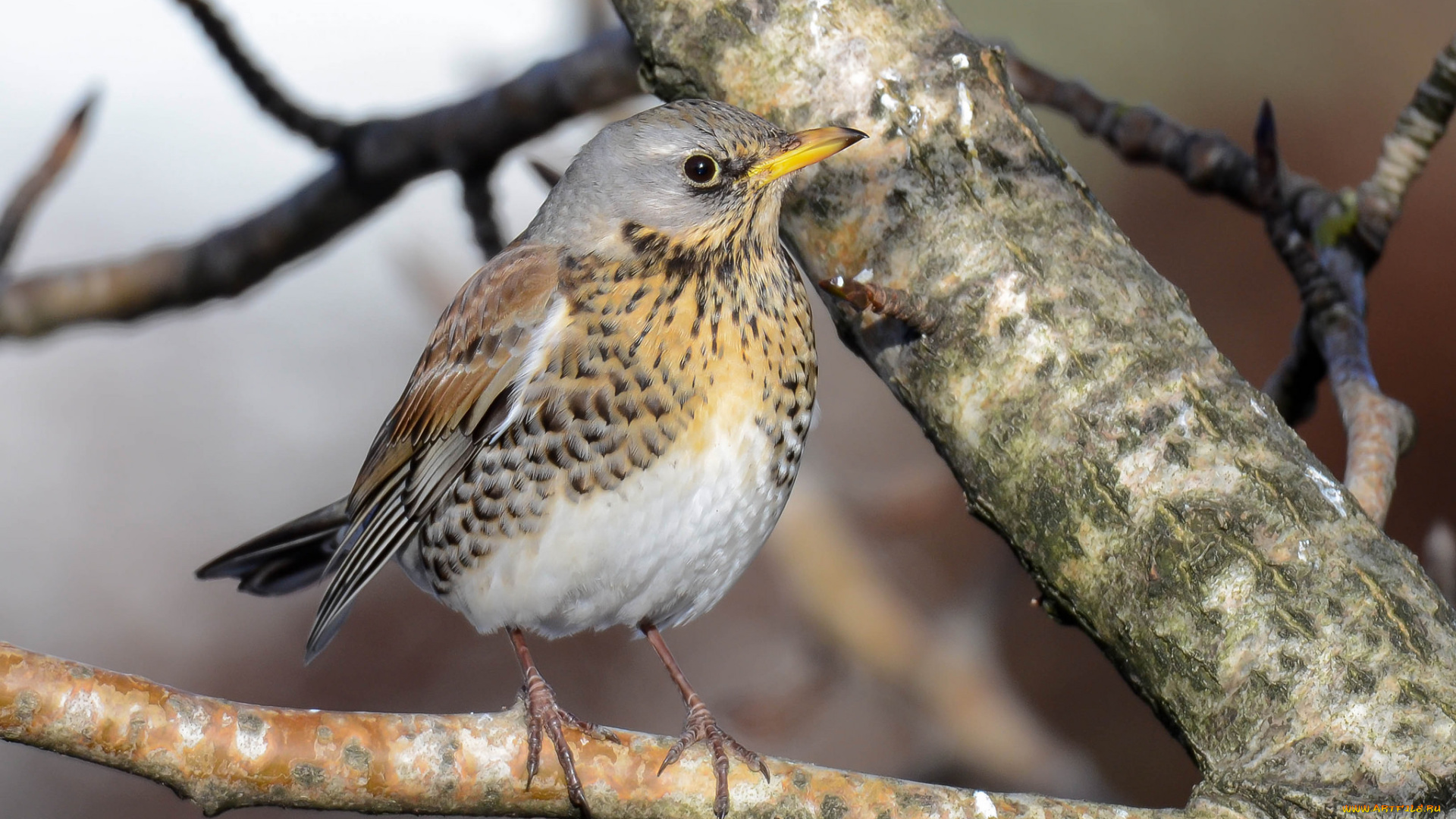 животные, птицы, птичка