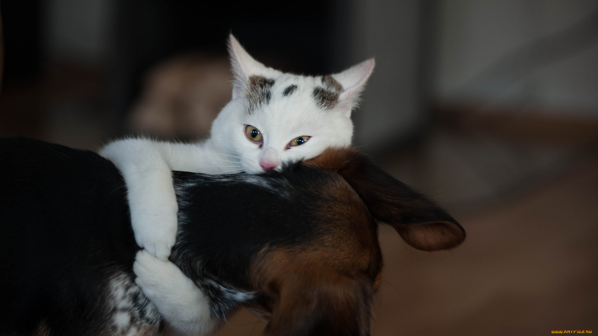 животные, разные, вместе, друзья, собака, котяра, кошак