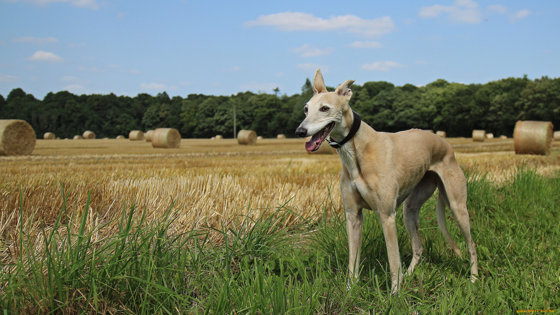 животные, собаки, охотничий, пес