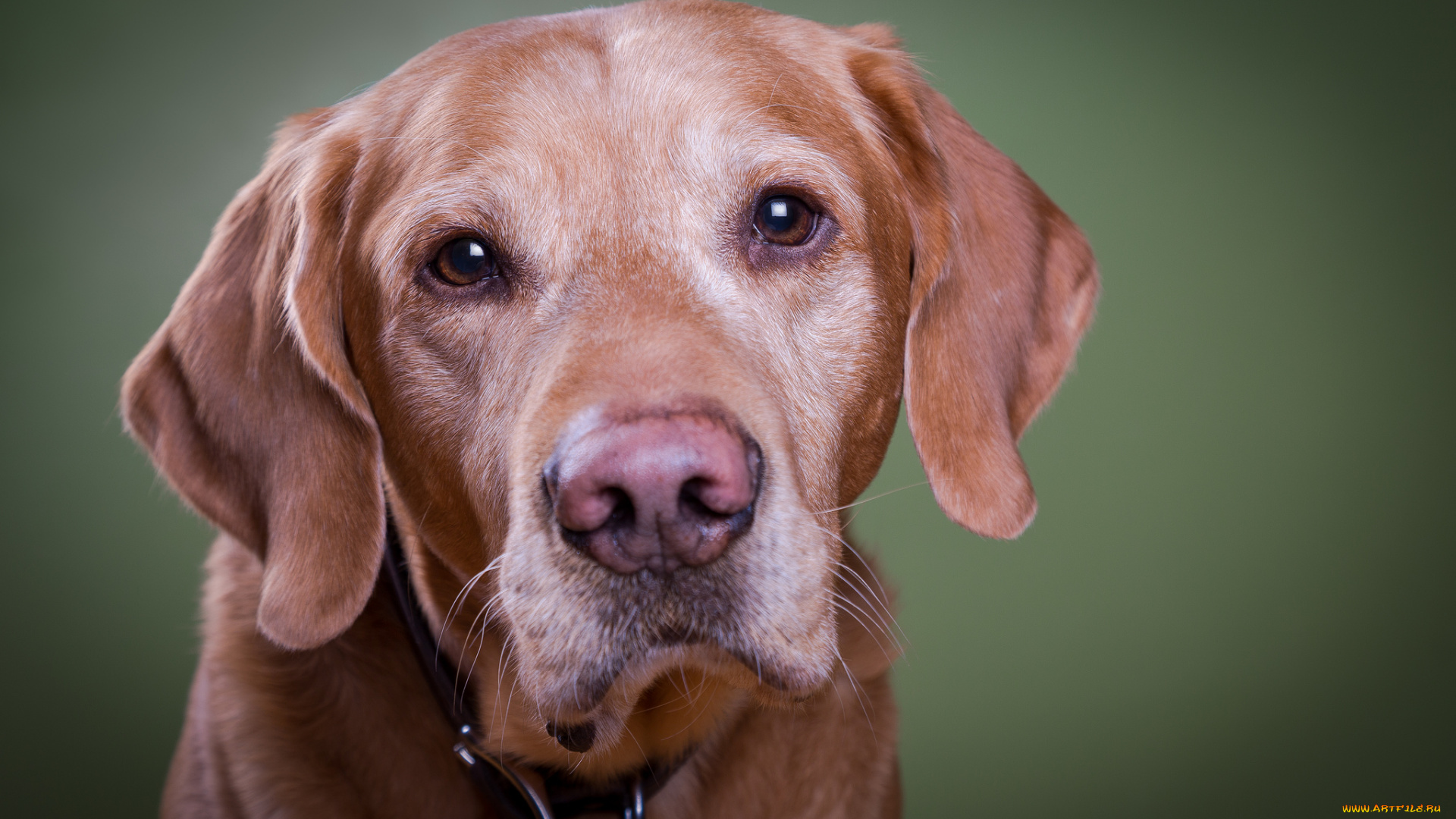 животные, собаки, пес