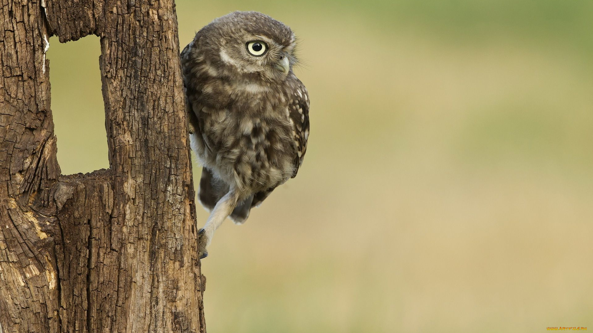 животные, совы, взгляд, сыч