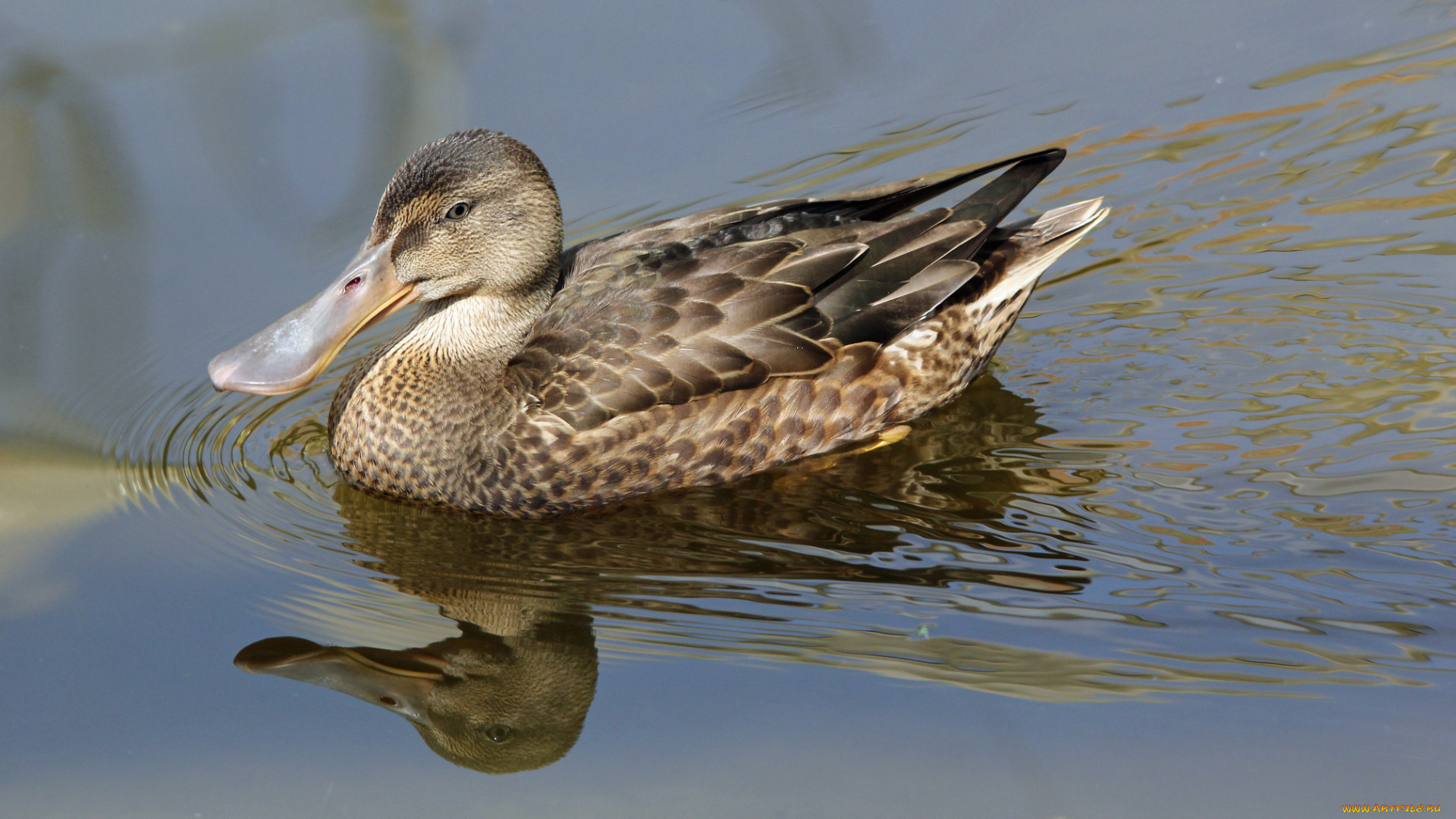 животные, утки, утка