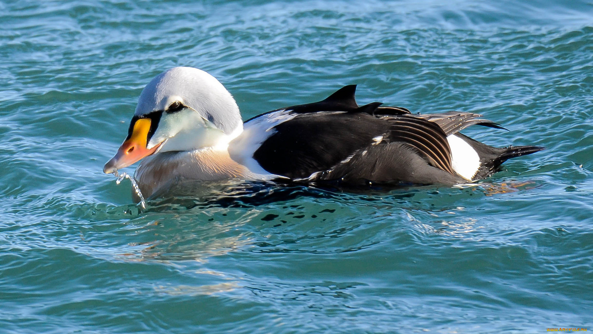 животные, утки, утка
