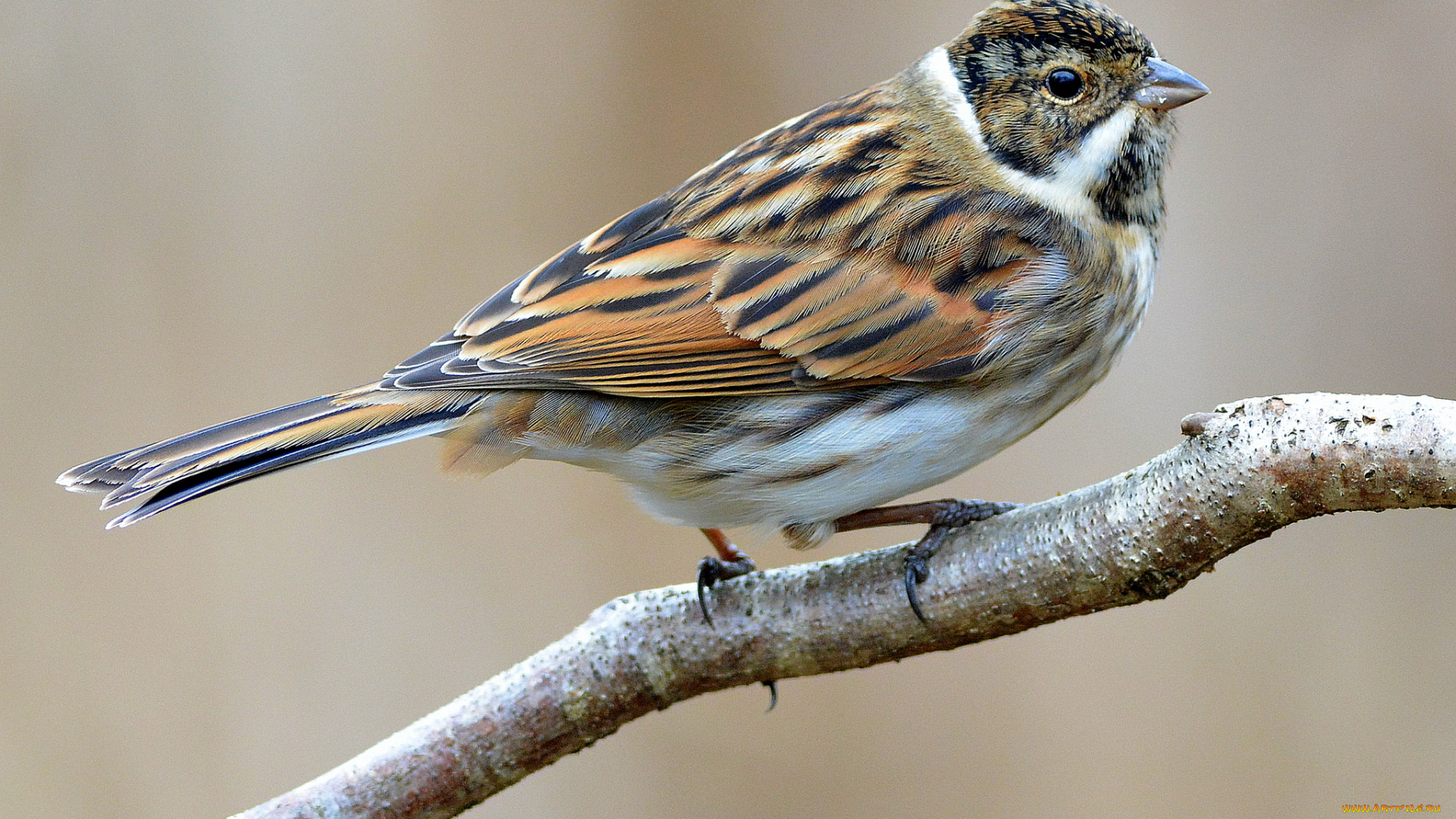 животные, воробьи, птичка