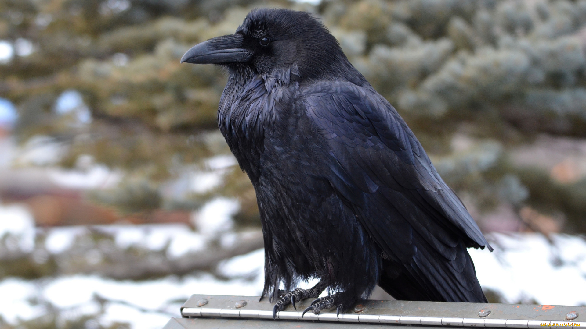 животные, вороны, , грачи, , галки, ворон