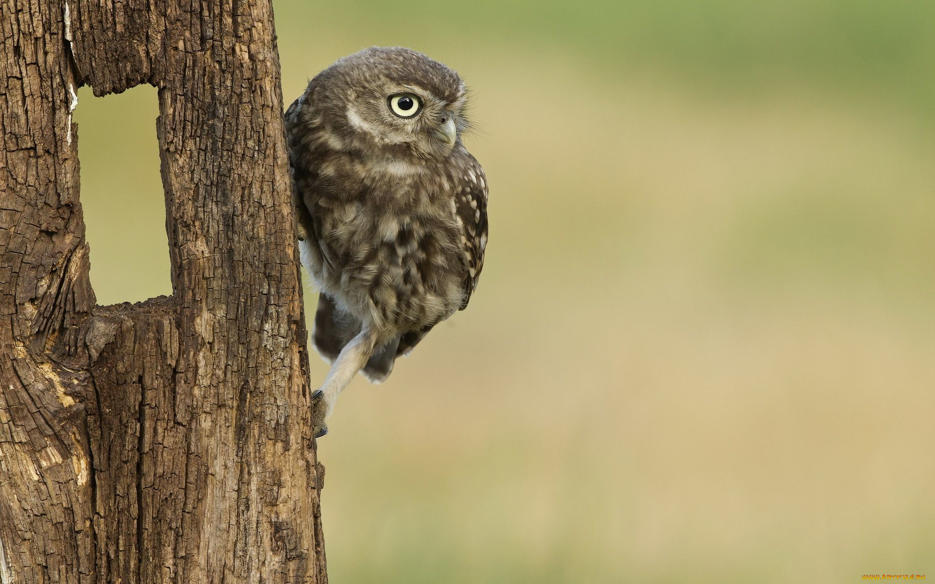 животные, совы, взгляд, сыч
