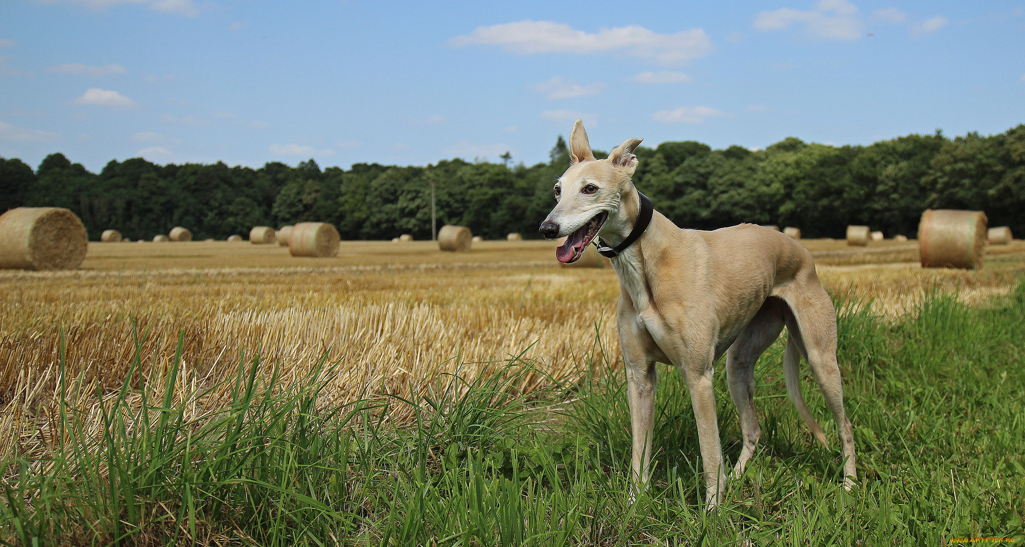 животные, собаки, охотничий, пес