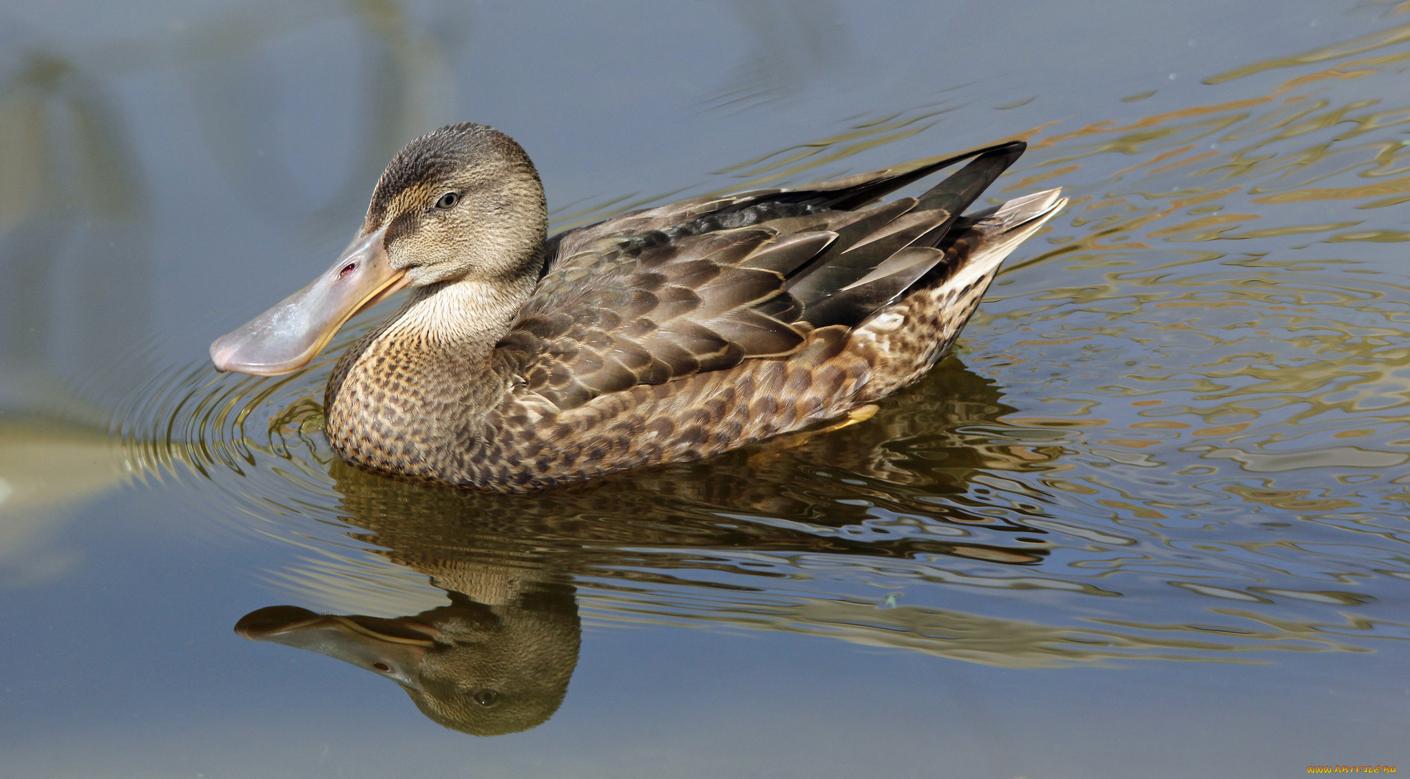 животные, утки, утка