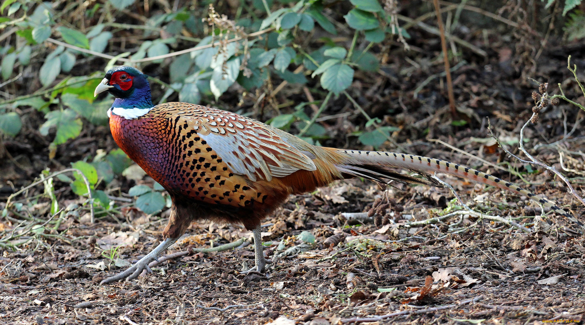 животные, фазаны, фазан