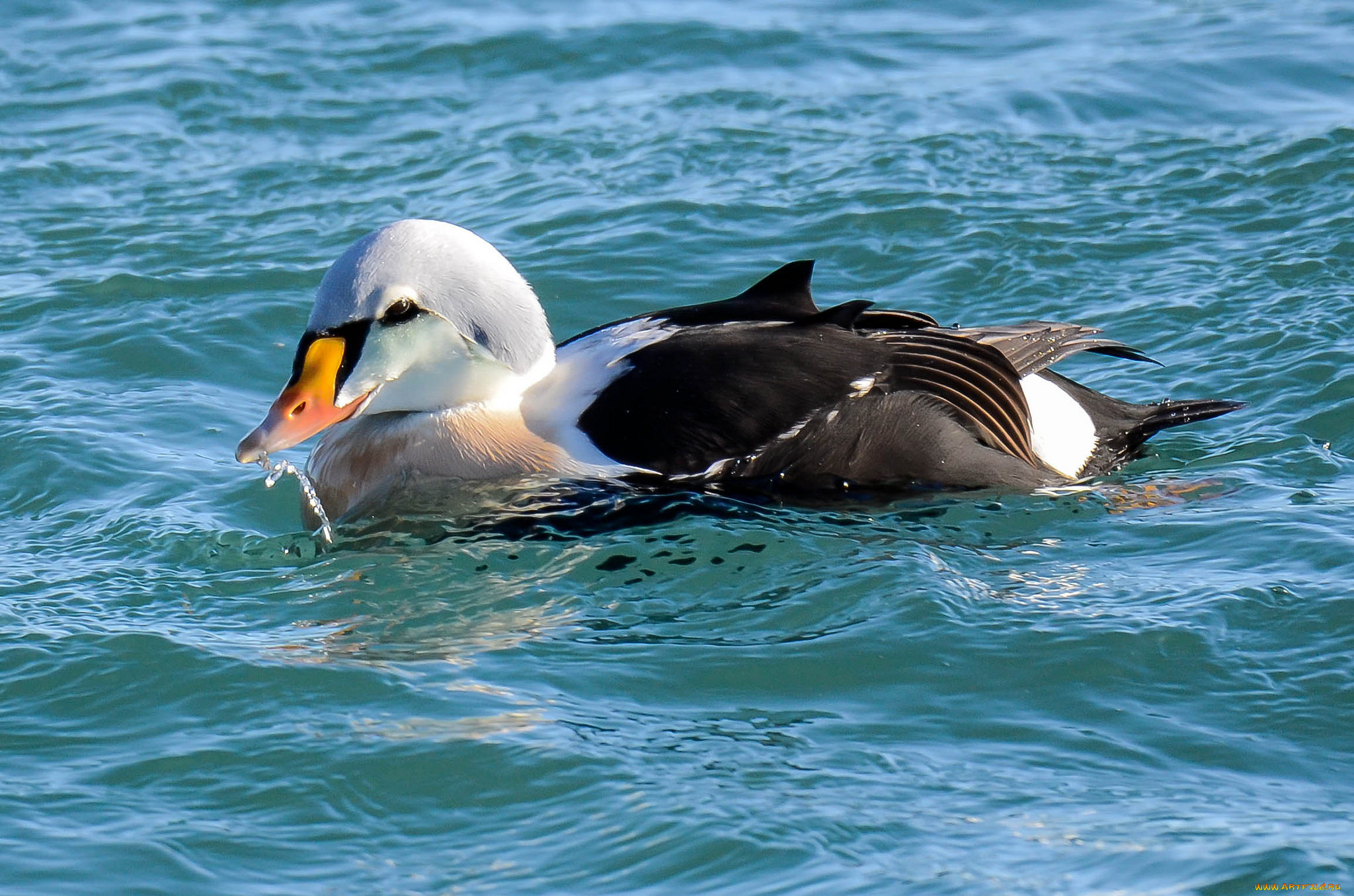 животные, утки, утка