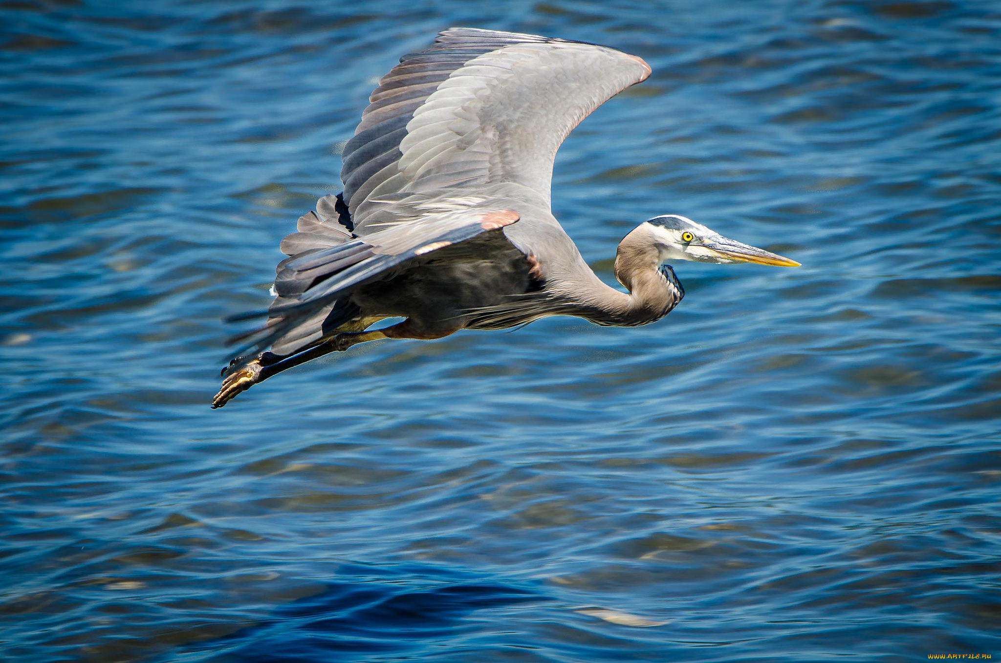 животные, цапли, , выпи, серая, цапля