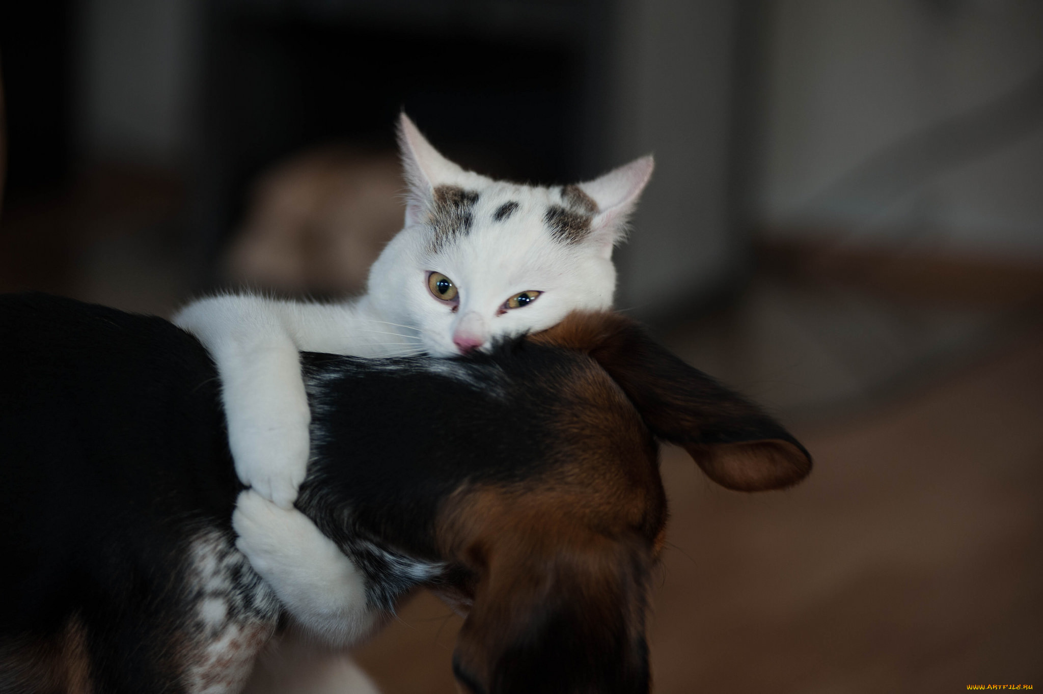 животные, разные, вместе, друзья, собака, котяра, кошак