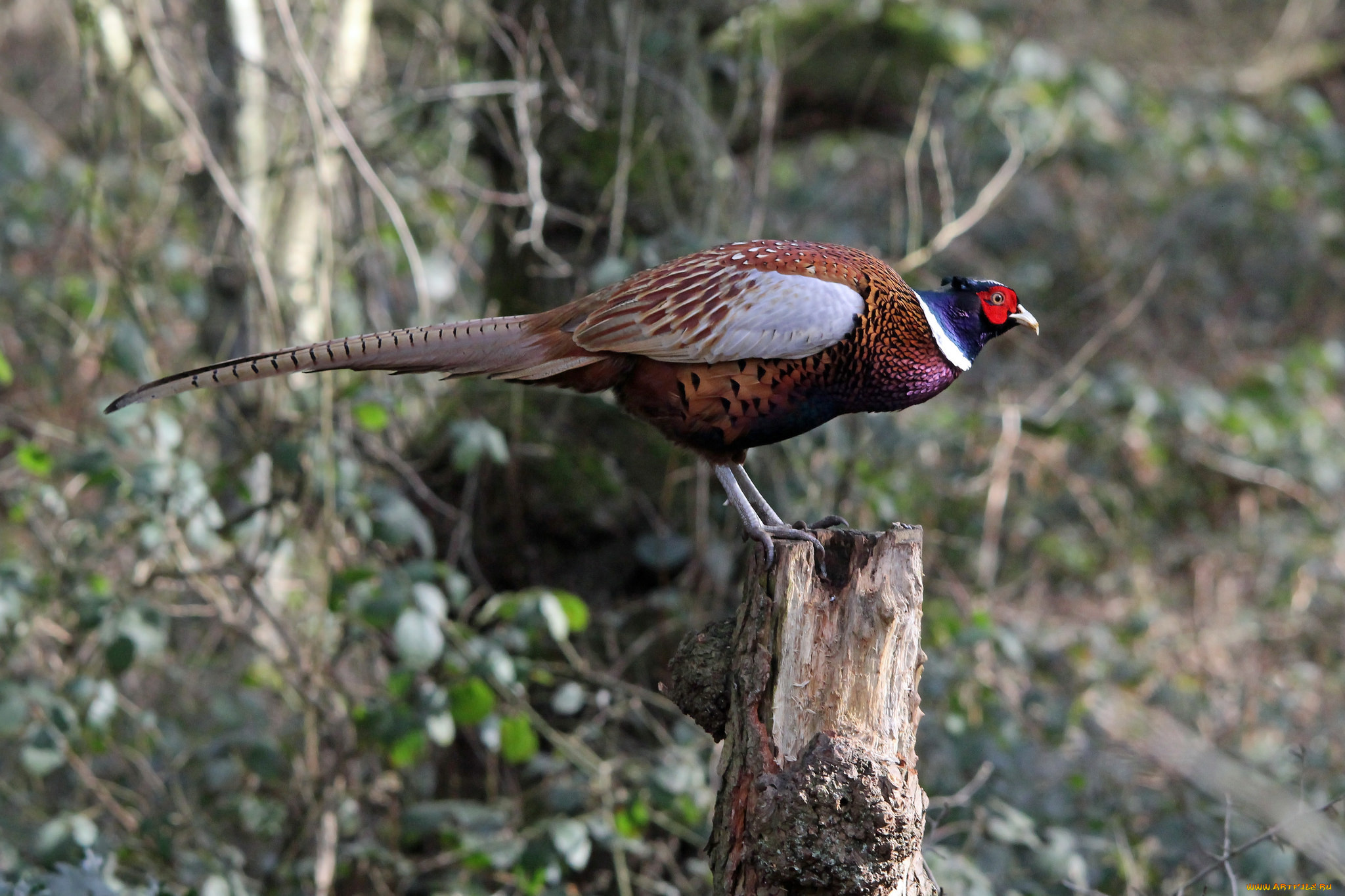 животные, фазаны, фазан