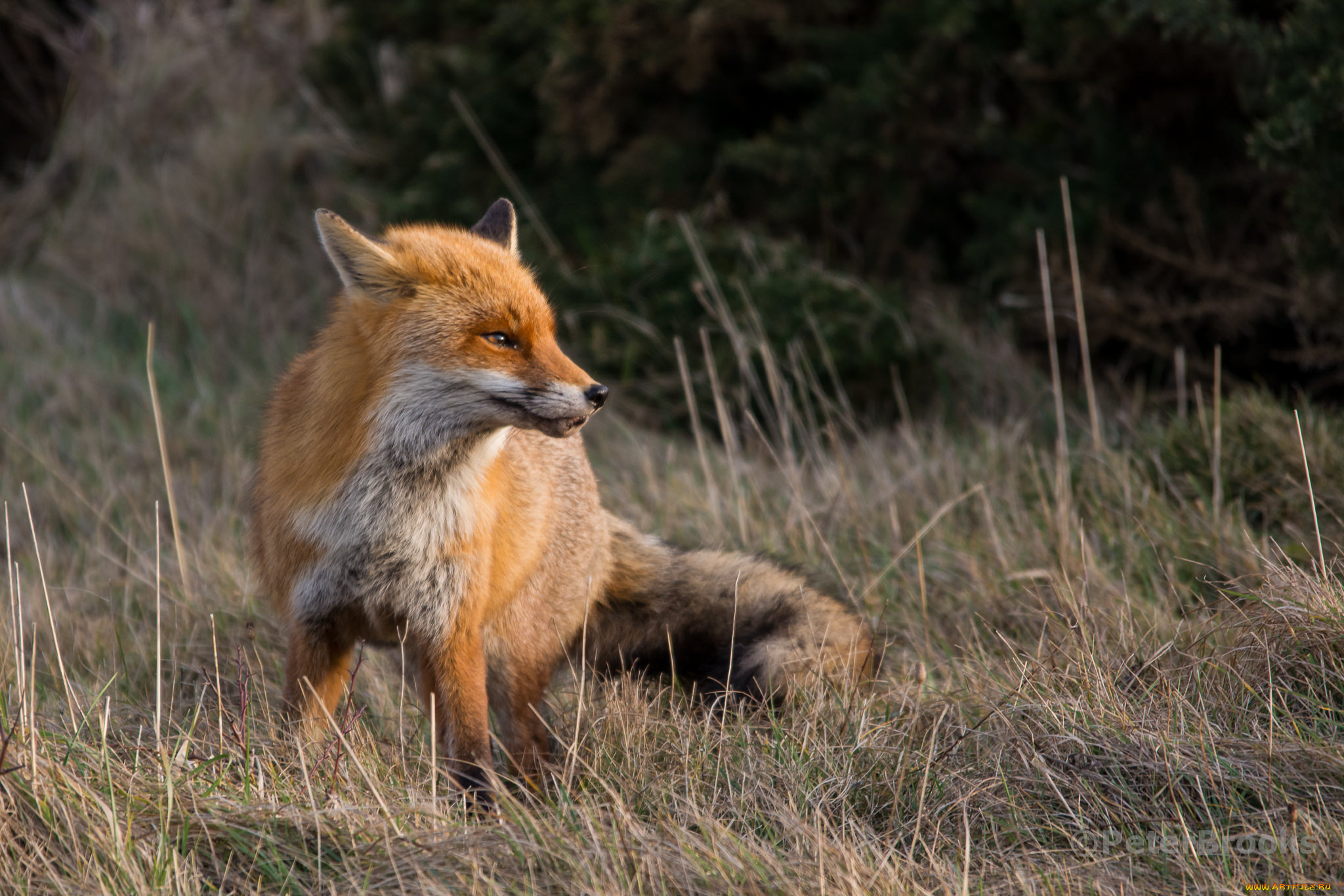 животные, лисы, лисичка