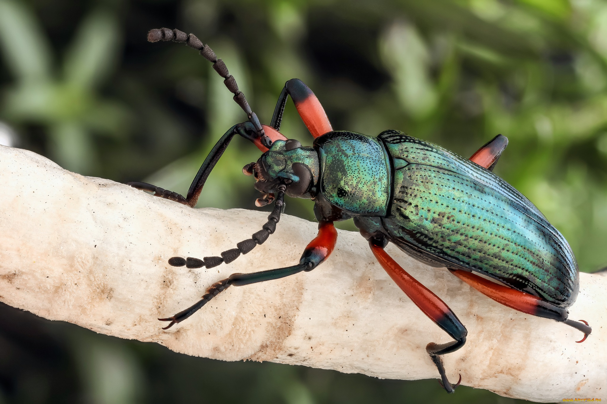 животные, насекомые, фон, насекомое, жук, макро